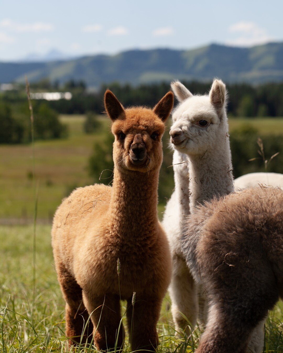 Alpaca Duvets!! We are excited to let you know we are know carrying Alpaca duvets.  Alpaca fibre is two times warmer than wool, hypoallergenic, lightweight, breathable, and durable. You are sure to be cozy &amp; get a good night&rsquo;s sleep tucked 