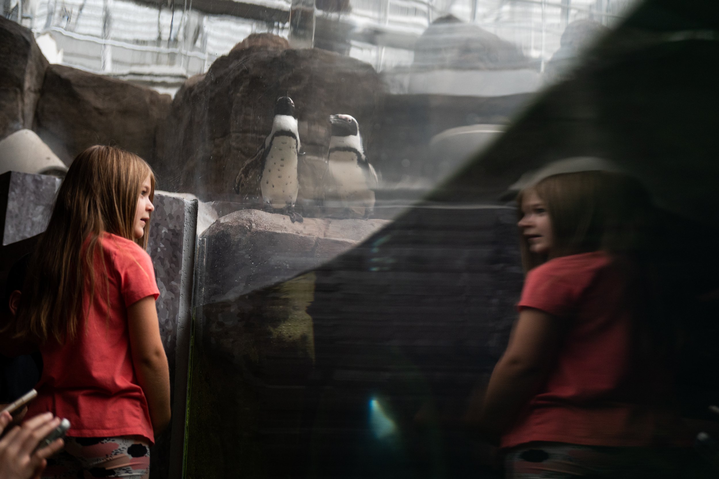   A young child looks into the penguin enclosure at the National Aviary in Pittsburgh, Pa. on Saturday, Sept. 2, 2022.   