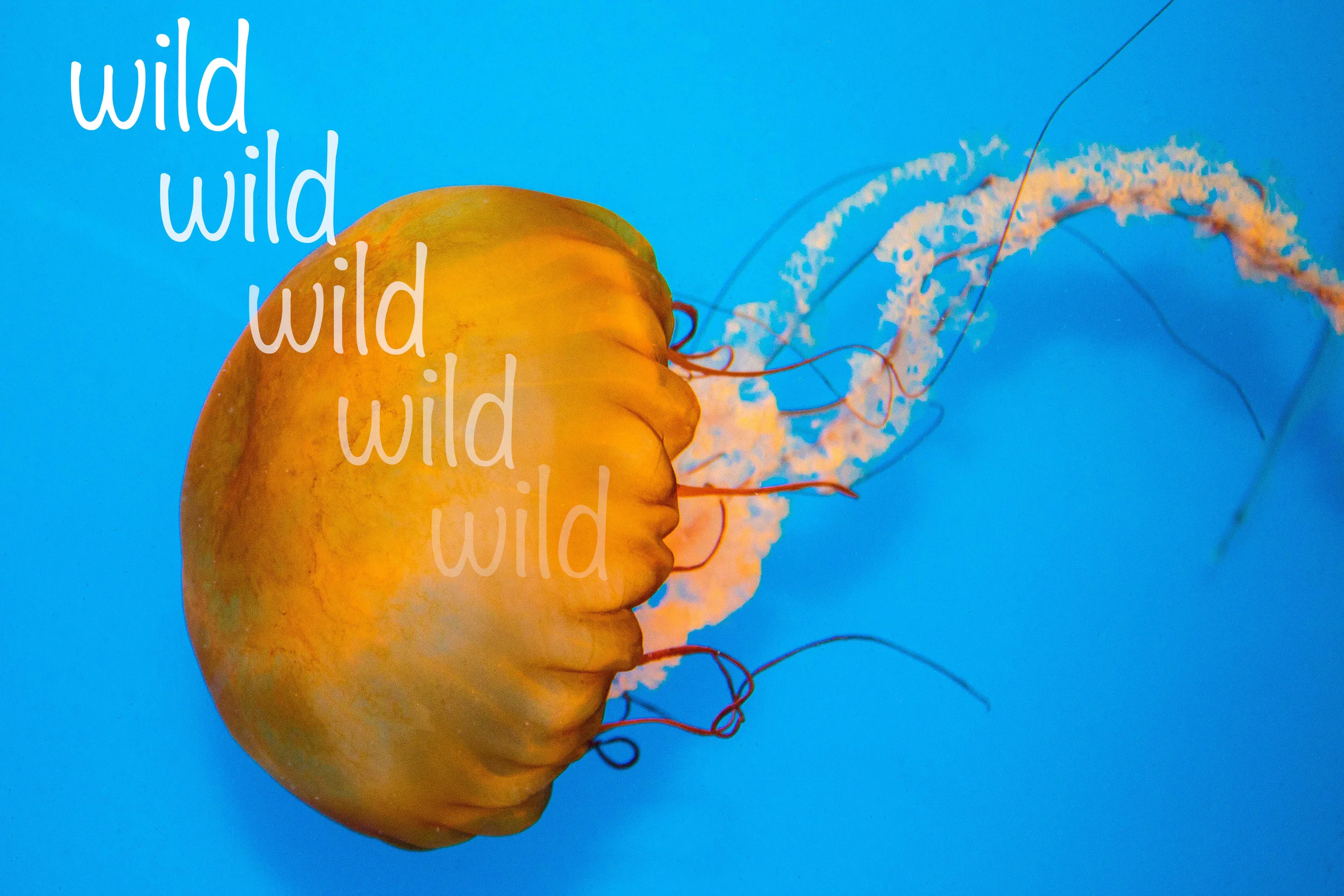 This was part of a text on picture project for my Visual Media class. I chose the word wild because this creature should live in the wild but this photograph was taken at the Baltimore Aquarium.