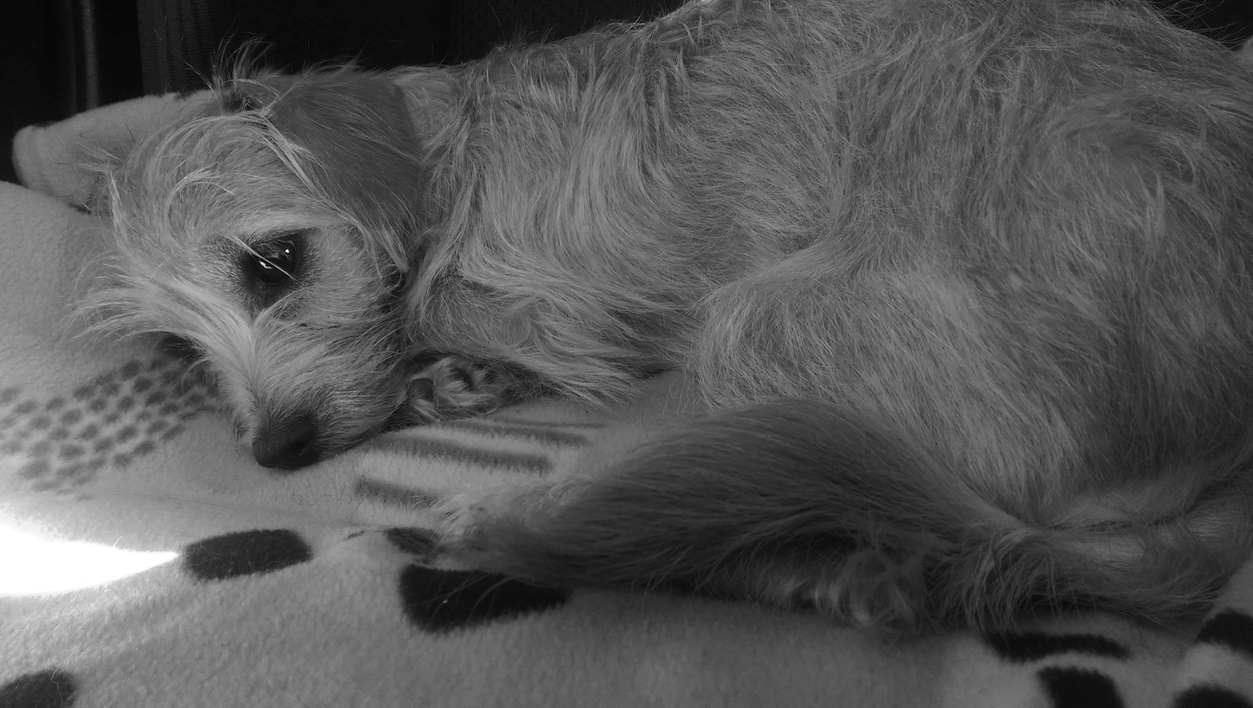 Mazies Mission Web Image 3.jpg