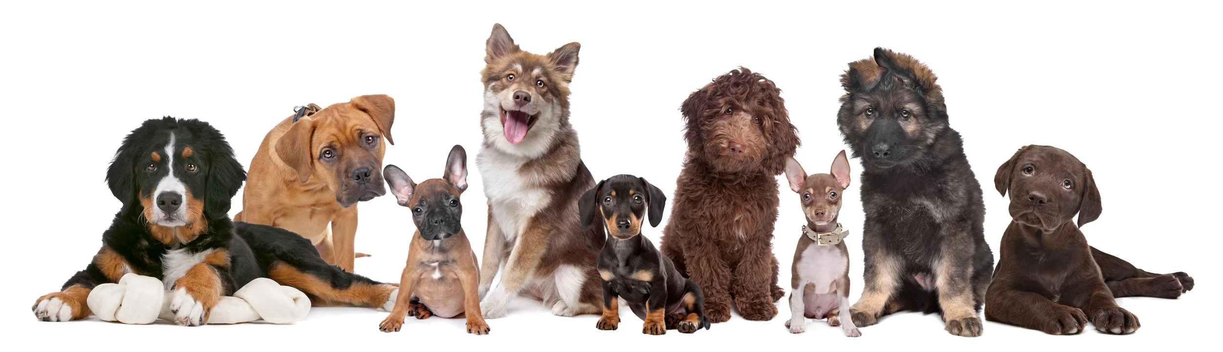 MaziesMission Adoptable Pets.jpeg