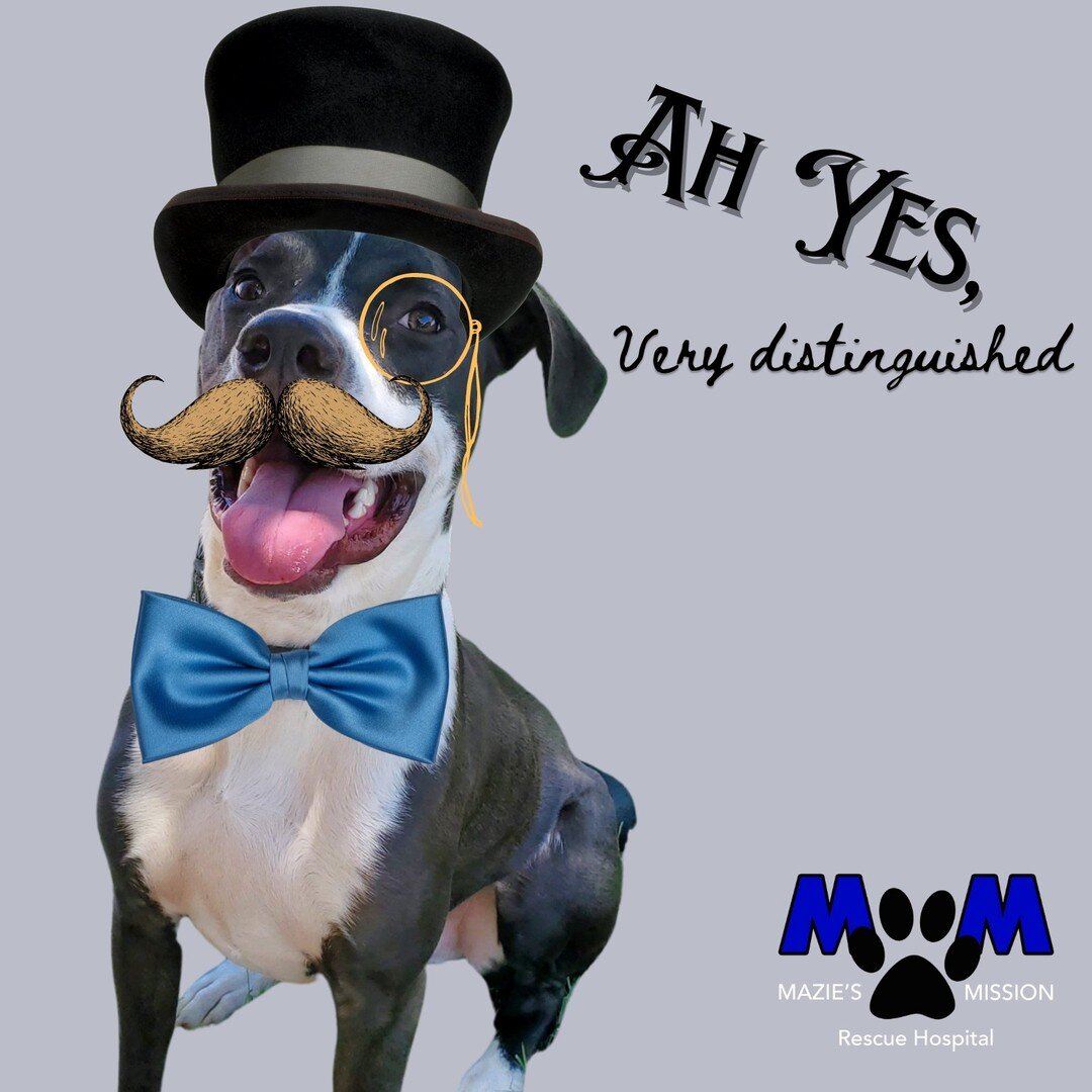 Egad! How is it possible that this VERY distinguished gentleman has found himself without a home or foster?! 🧐

This handsome gentleman is Po. He is a little over a year old, and a VERY sweet boy (and did we mention, very distinguished?). His shiny 
