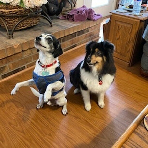 💕ADOPTION ALERT!!💕

Smiley, one of our long timers, was recently adopted!!!! Smiley was in our program for two years searching for his forever family.... and now, he has found them 💙

Smiley will enjoy his golden years in comfort with his mom, dad