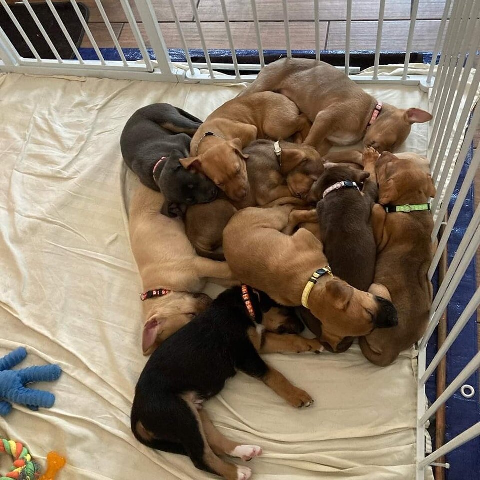 Guess what....?? 

WE HAVE MORE PUPPIES!!! 🥰🐾

Ten puppies and their mom Maple (a German Shepherd mix) were taken in by Mazie's Mission on 2/28 and have been cared for and nurtured since then by their foster family. So much change and growth has ha