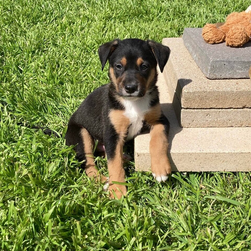 🌼PUPPY DAYS OF SPRING!🌼

Allow us to introduce little Mango 🥭 

Mango is ready to be placed in his forever home 🏡 !! Mango has the softest fur of all his siblings; sporting the colors black, gold, white with deep brown eyes. He is not camera shy,