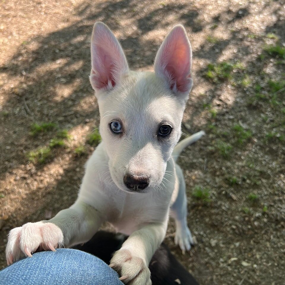 And on today's installment of 🌼THE PUPPY DAYS OF SPRING🌼 ....

Allow us to introduce July! 💝

July is ready to be placed in her forever home 🏡 !! She is the most independent puppy out of her whole husky mix litter! She is a natural explorer 🕵️&z