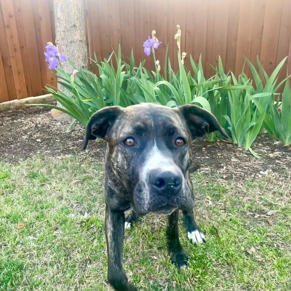 Please give our sweet Dottie another look! Dottie will be two years old on May 8th, and is still in our program. She needs a foster or an adopter. 🤞🏻 

She is a beautiful Great Dane mix with SOOO much love to give! Dottie has an incredibly expressi