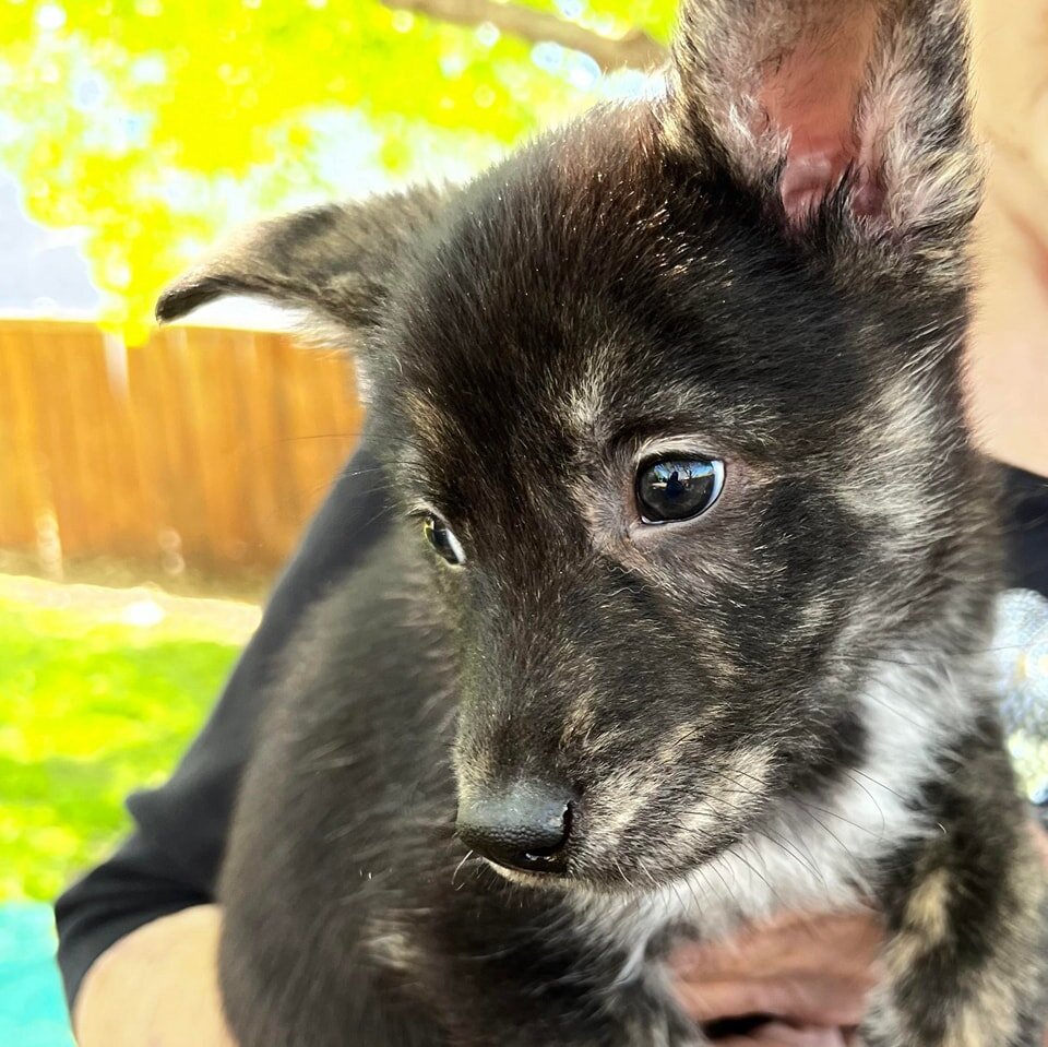 🌼PUPPY DAYS OF SPRING!🌼

Allow us to introduce Crockett 💙 

Crocket is considered an investigator, and he is a leader to his other litter mates. He has such a unique look to him that it&rsquo;s hard to capture it in pictures! He is a handsome pupp