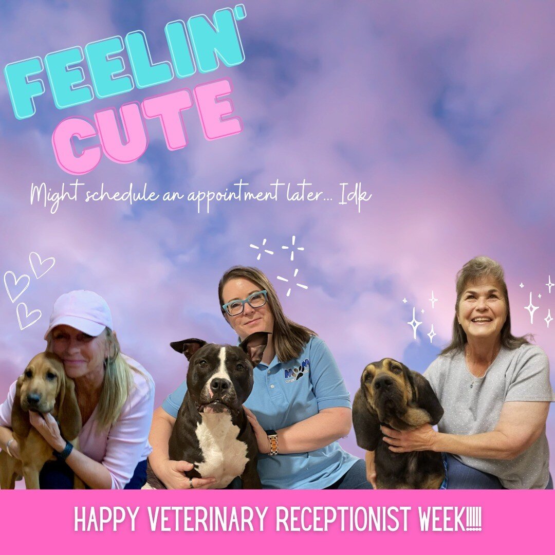 We ✨LOVE✨ our Reception team!! 

Join us in showing some love and appreciation to our amazing receptionists Louise, Cindy, and Kat!! 🥰 

Happy Veterinary Receptionist Week, ladies! You are AWESOME! 💜💜

#maziesmission #veterinaryreceptionistweek202