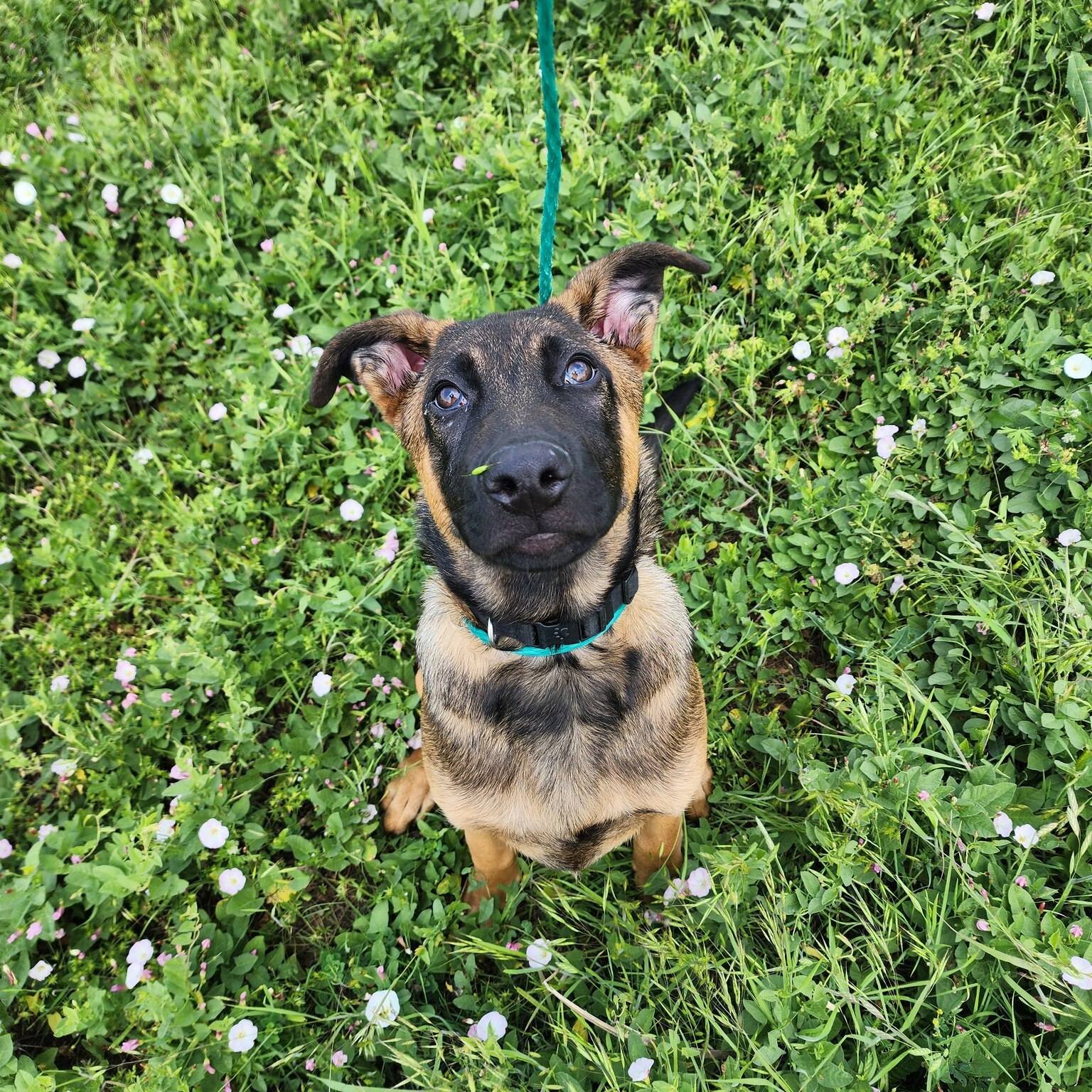 Come visit us this weekend!!! 🐾

We will be at Hollywood Feed in Mckinney tomorrow from 10:30am - 1:00pm with some of our adoptable dogs and cats 🐶🐱

Come play in the grass with Twinkie, a beautiful German Shepherd mix puppy. Or you can get a bisc