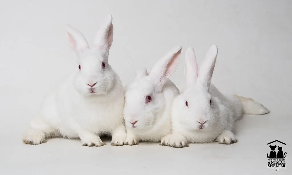 white buns.jpg