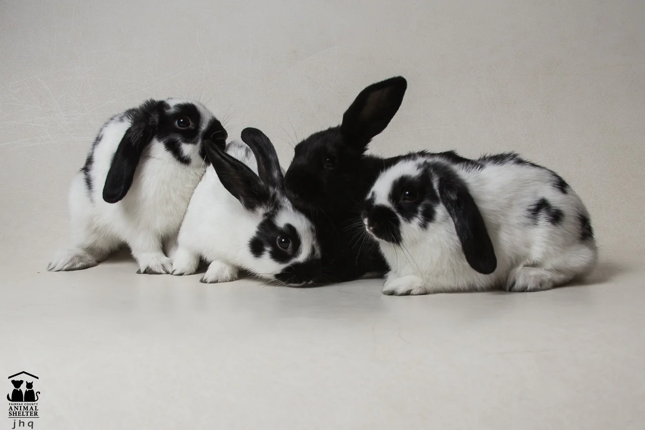 Amelia's babies.jpg