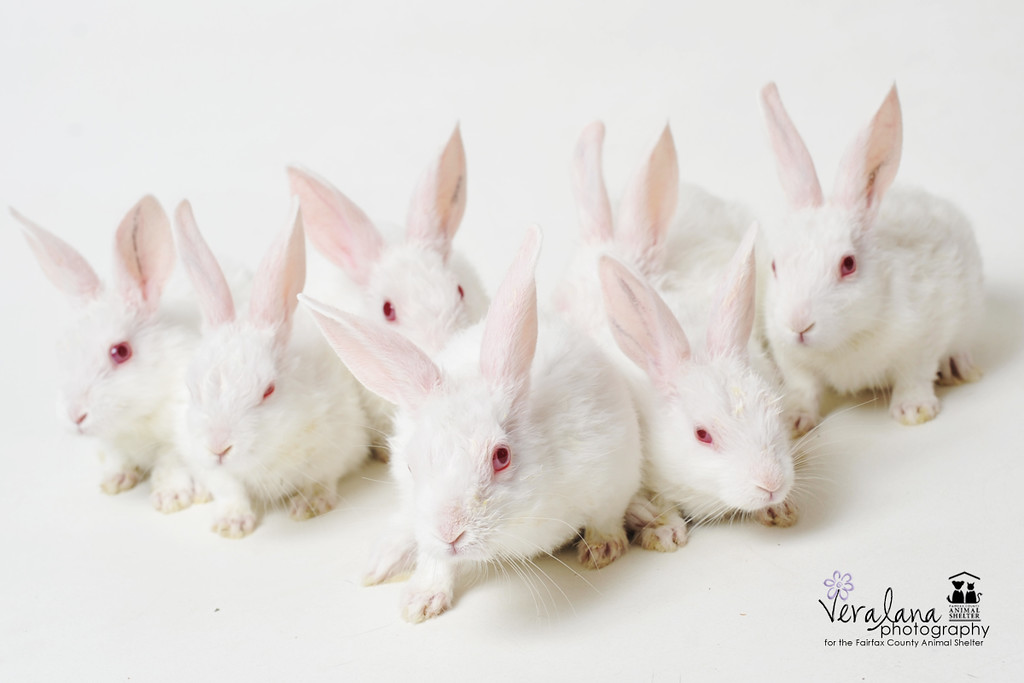 babybunnies6-XL.jpg