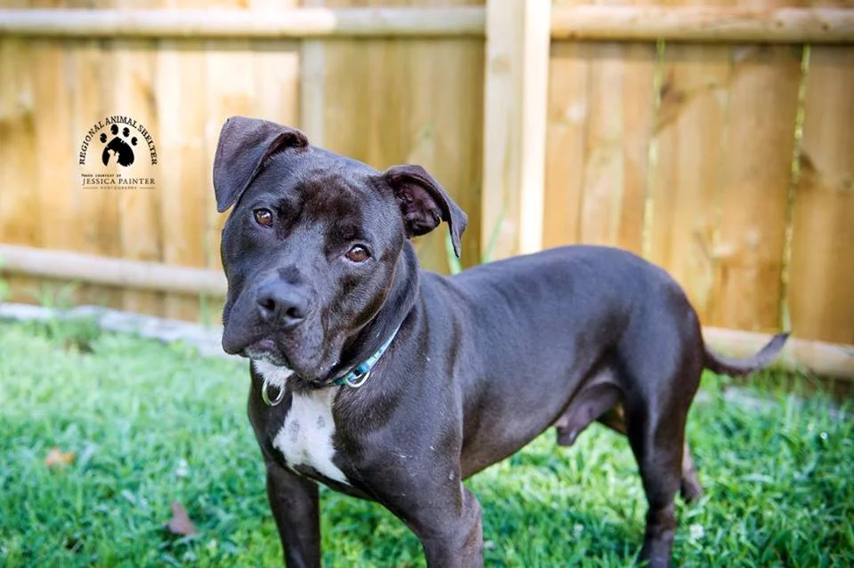 Charlie Shelter (Adopted).jpg