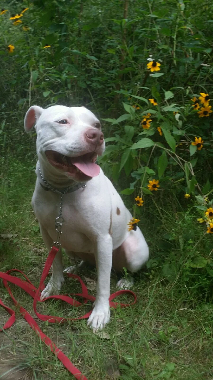 Meesha Shelter adopted.jpeg