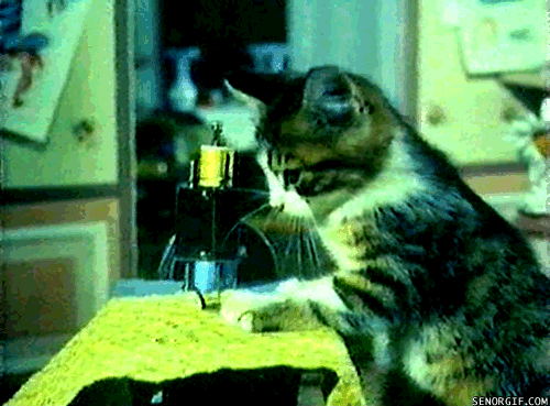 cat-sewing-gif.gif