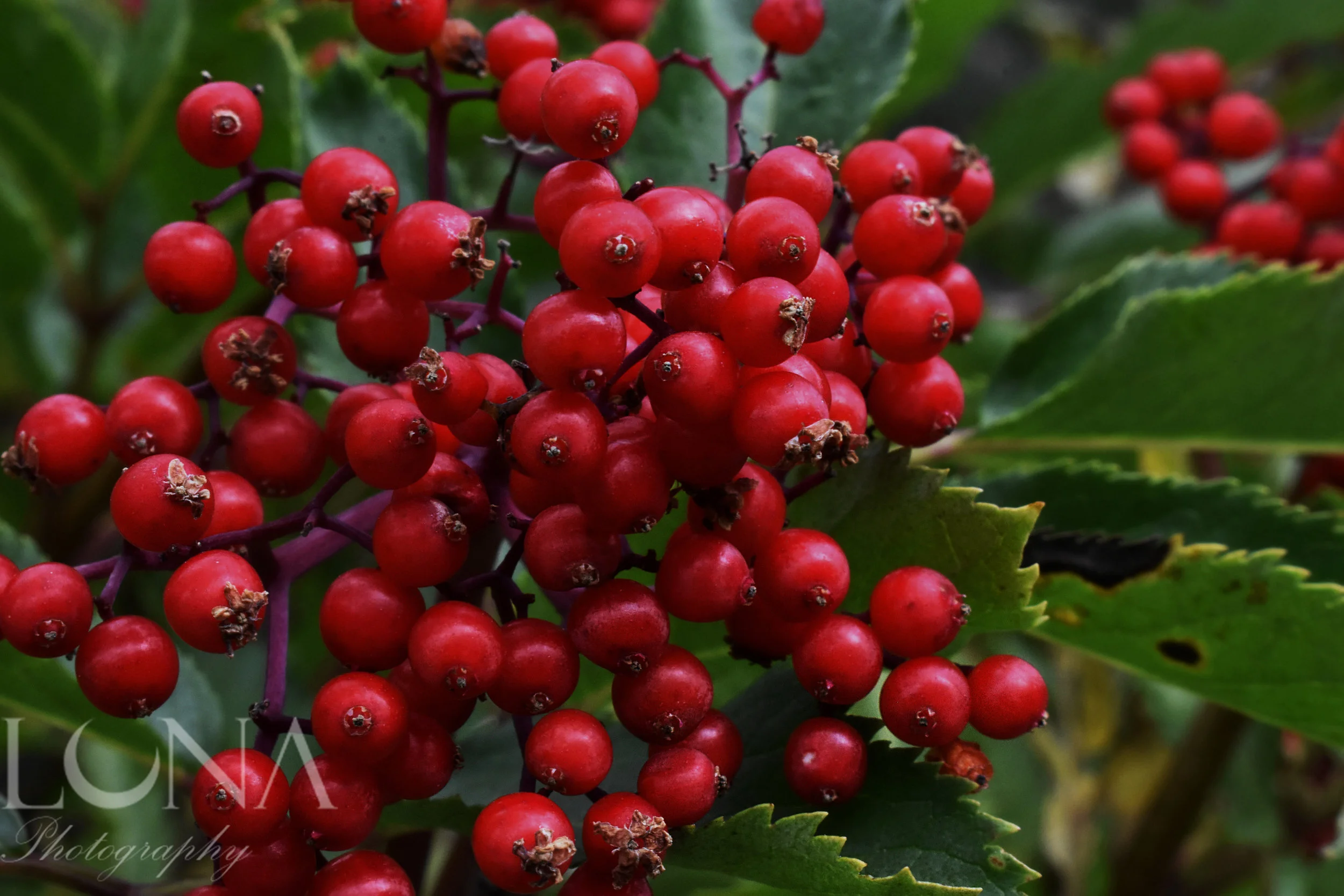 Berries