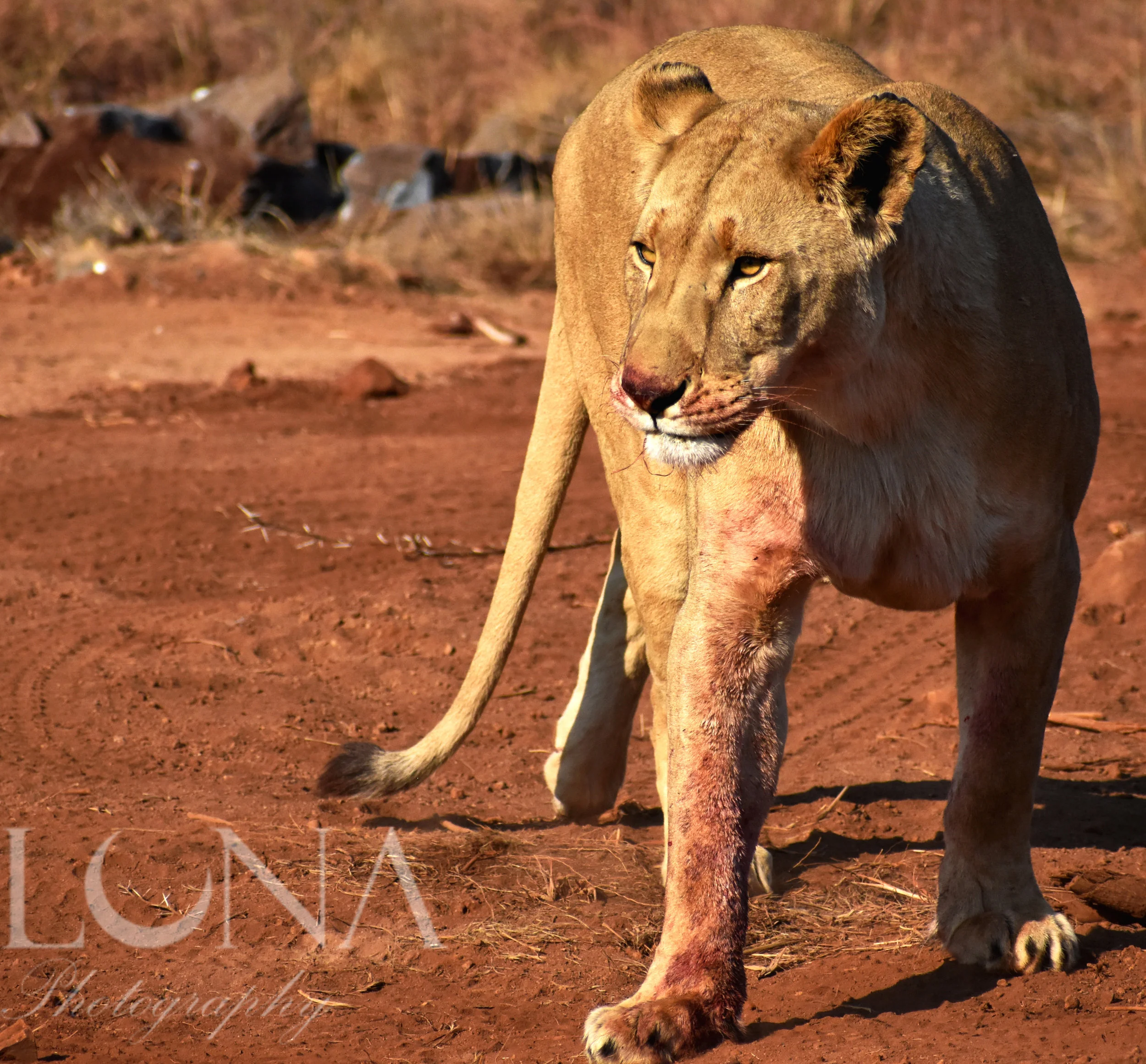 Lioness