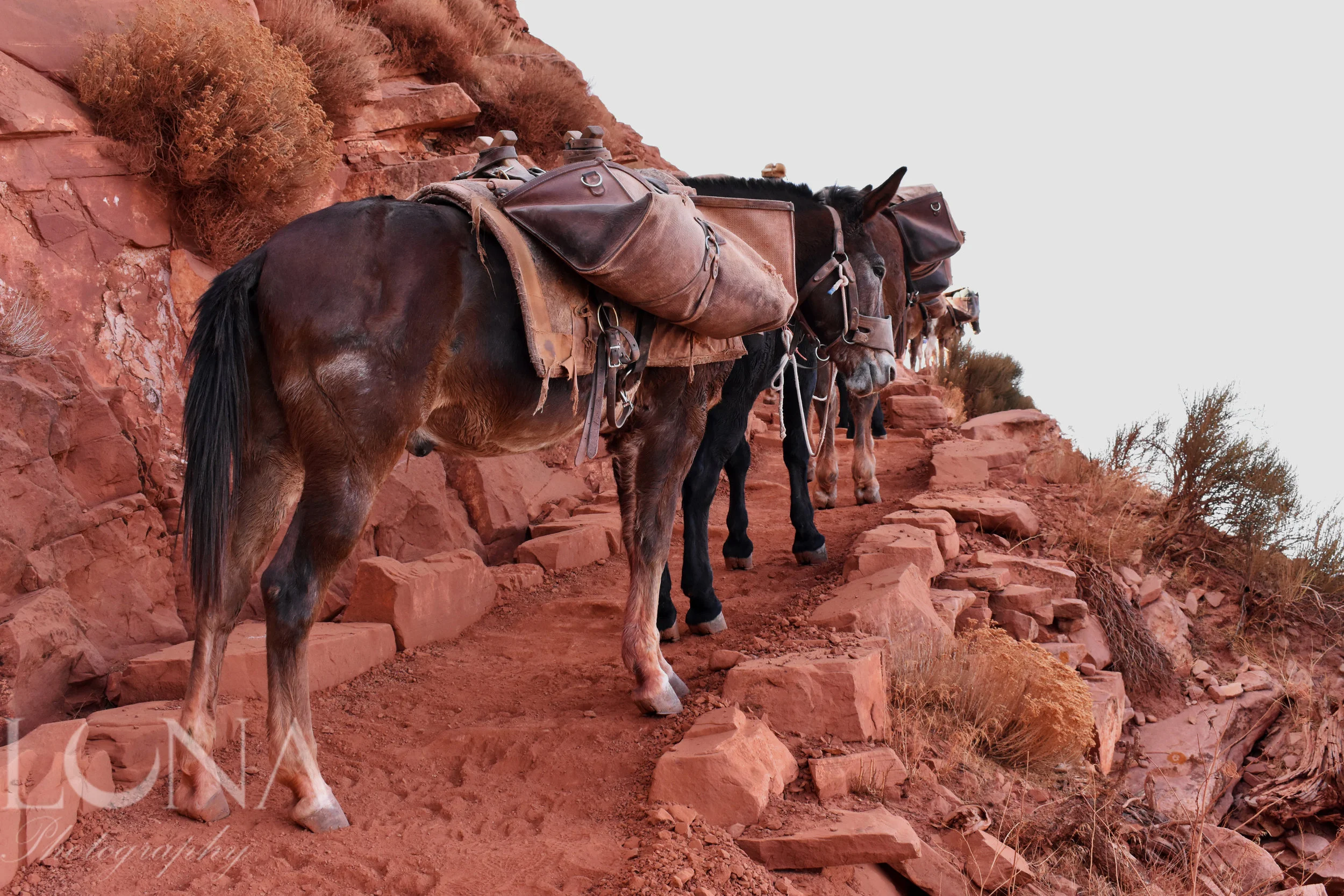 Mules