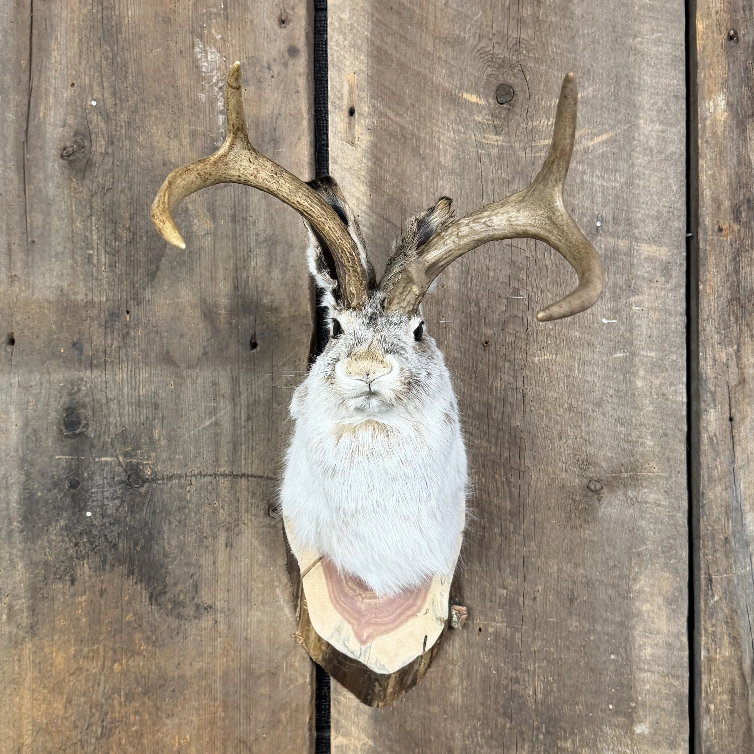 jackalope mount