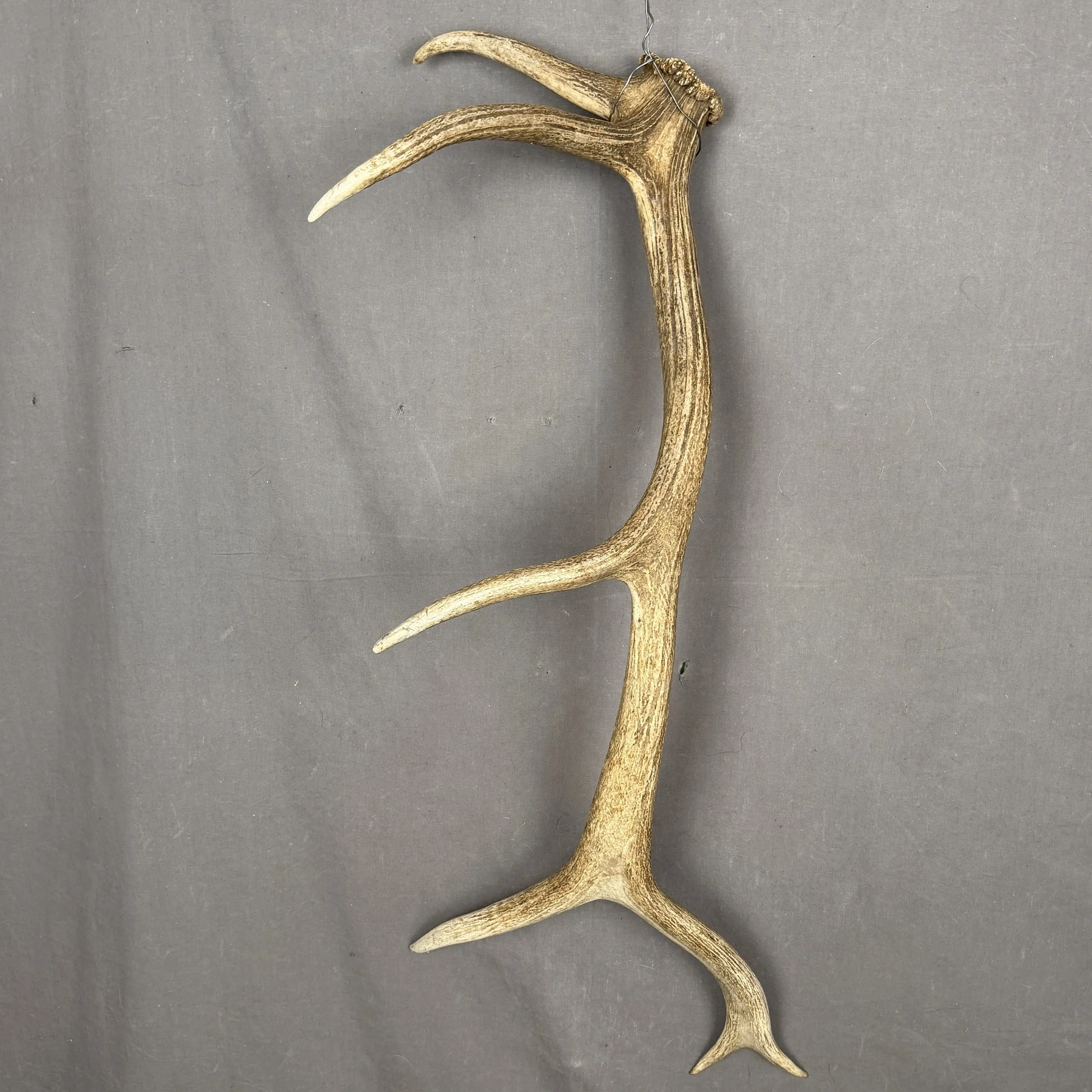 Elk Antler #27