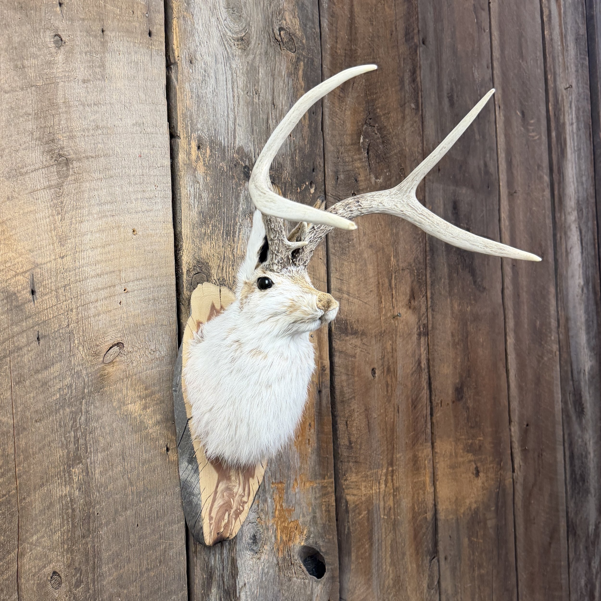 jackalope mount