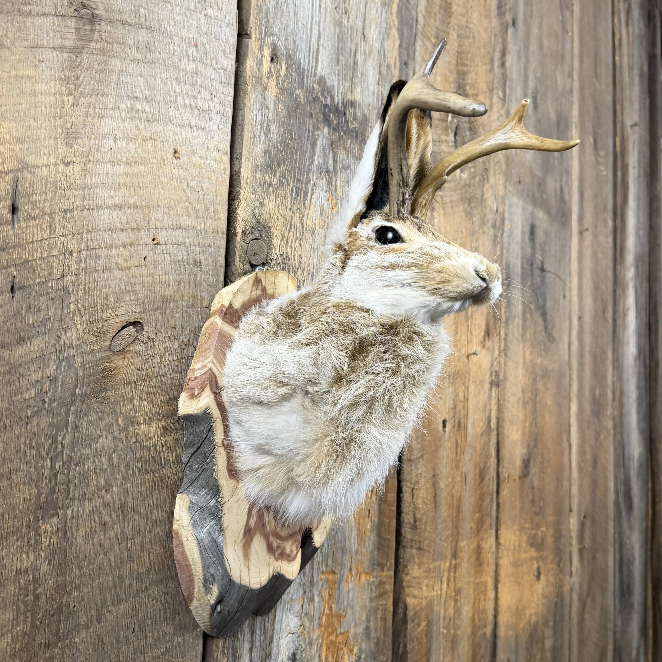 jackalope mount