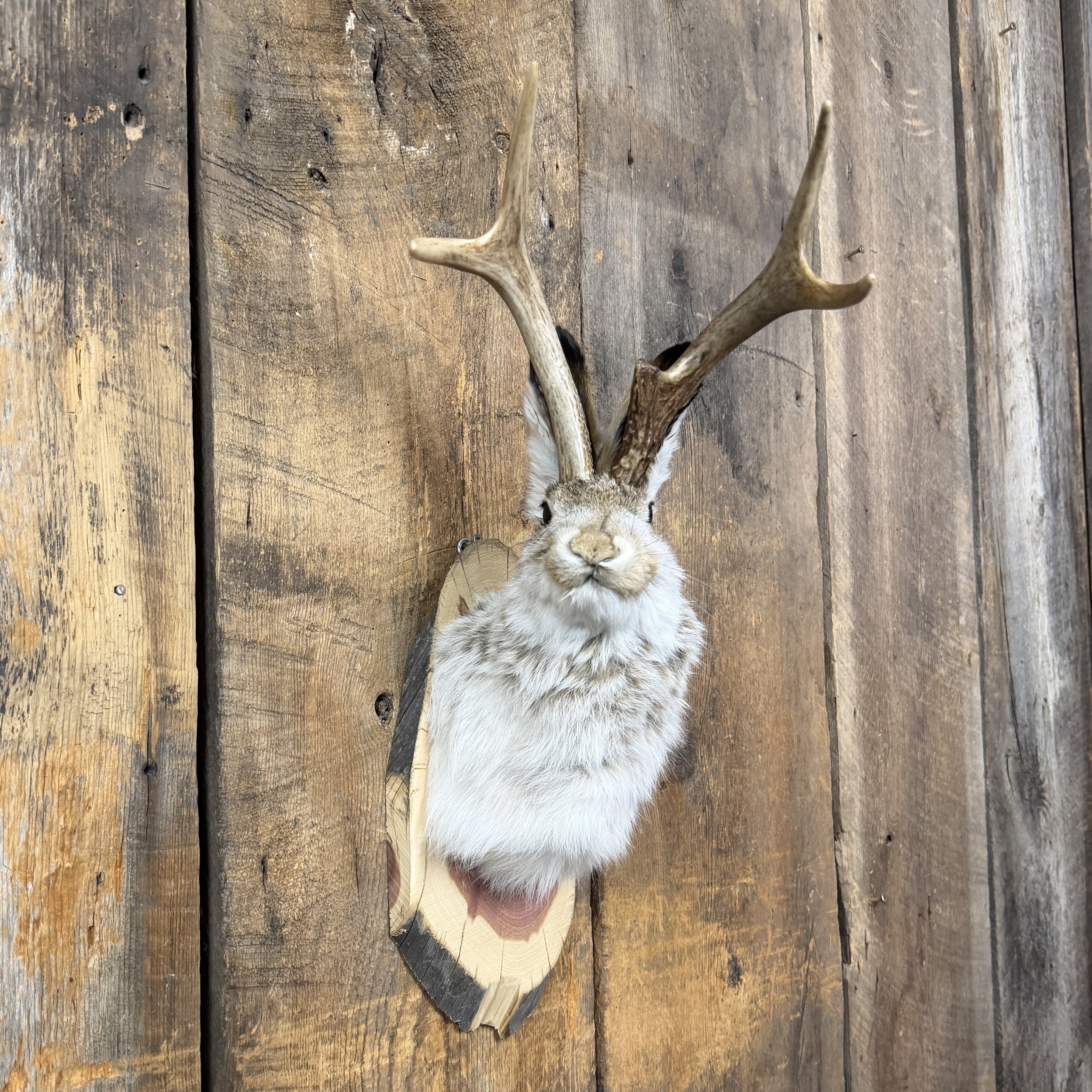 jackalope mount
