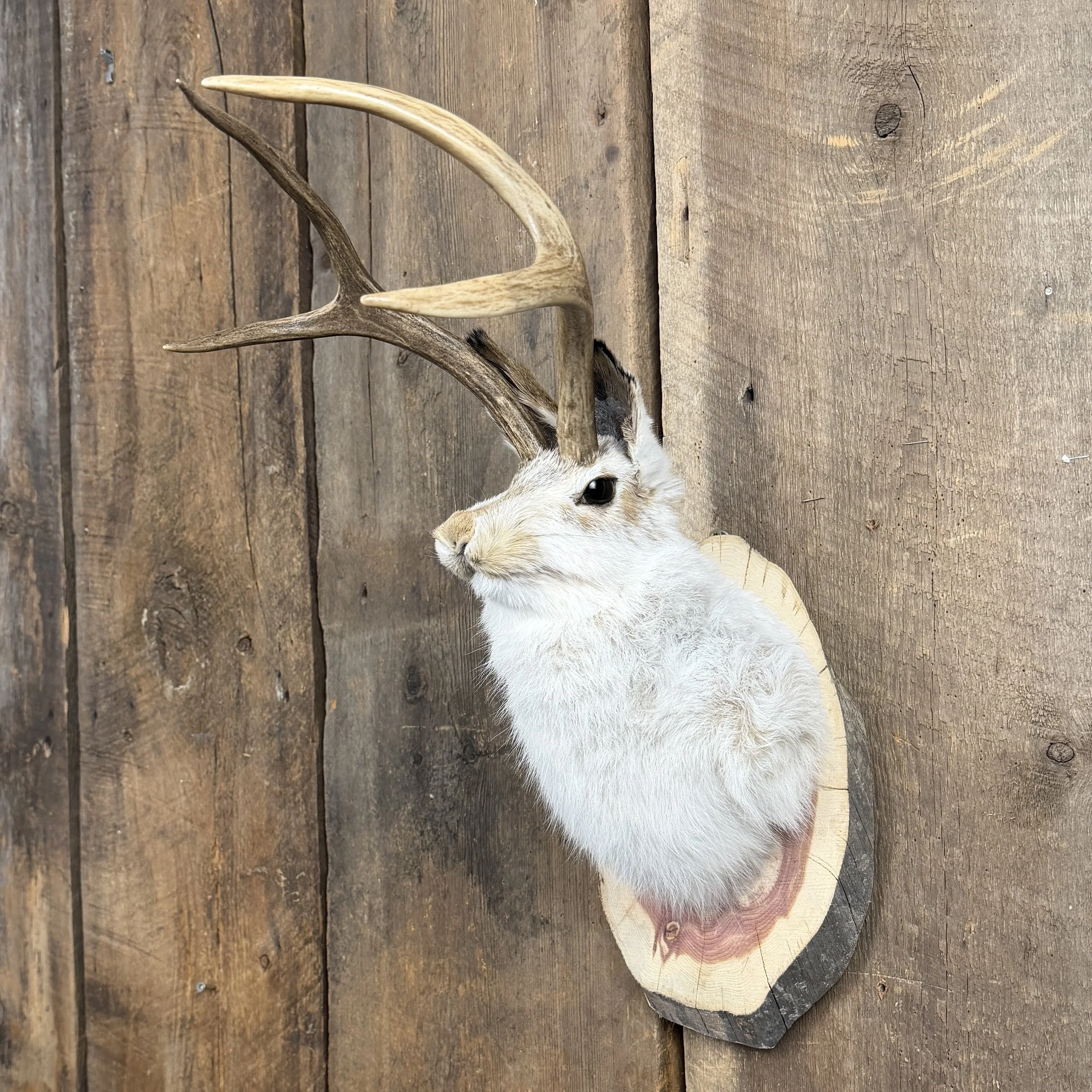 jackalope mount