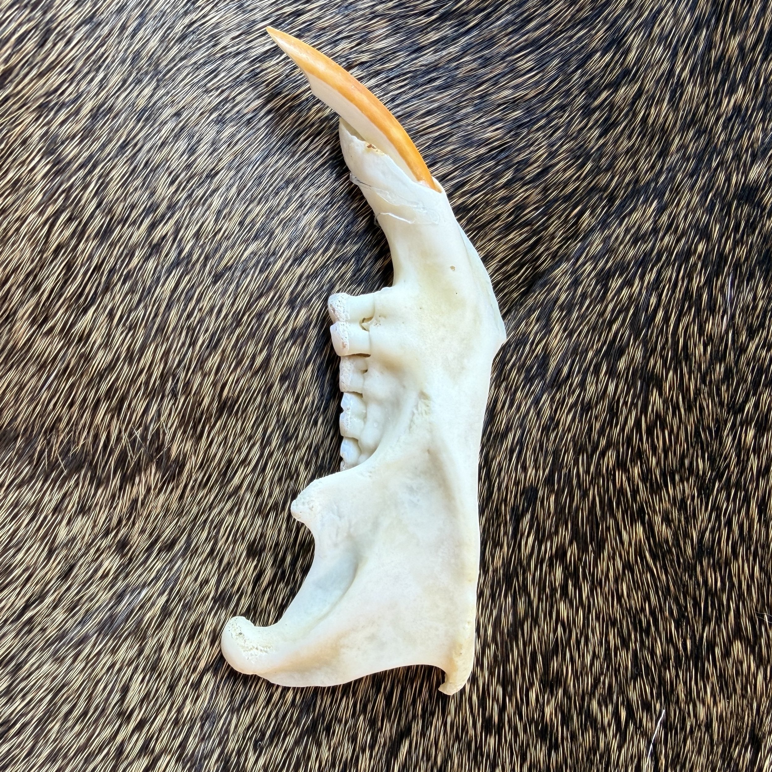 porcupine jaw bone