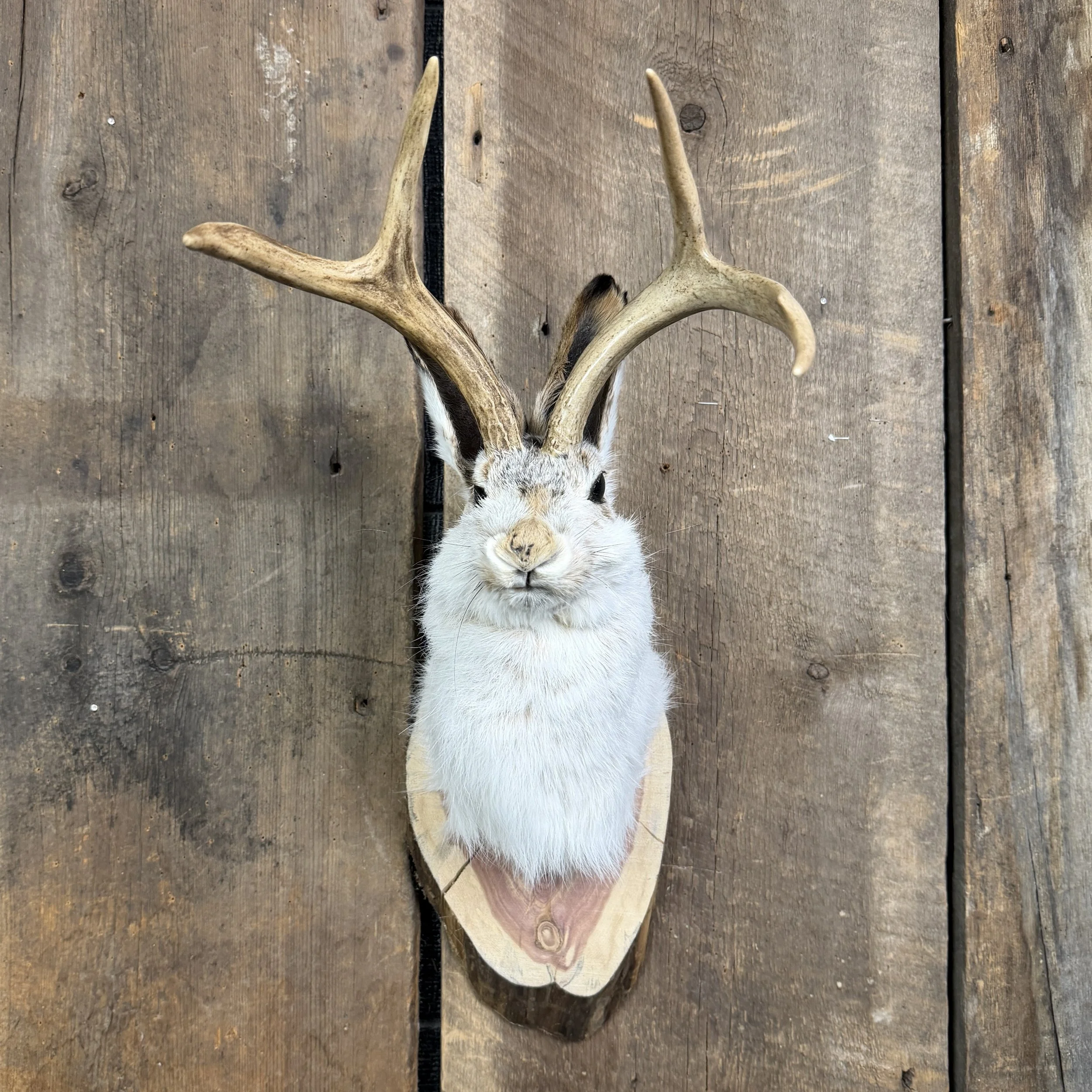 jackalope mount