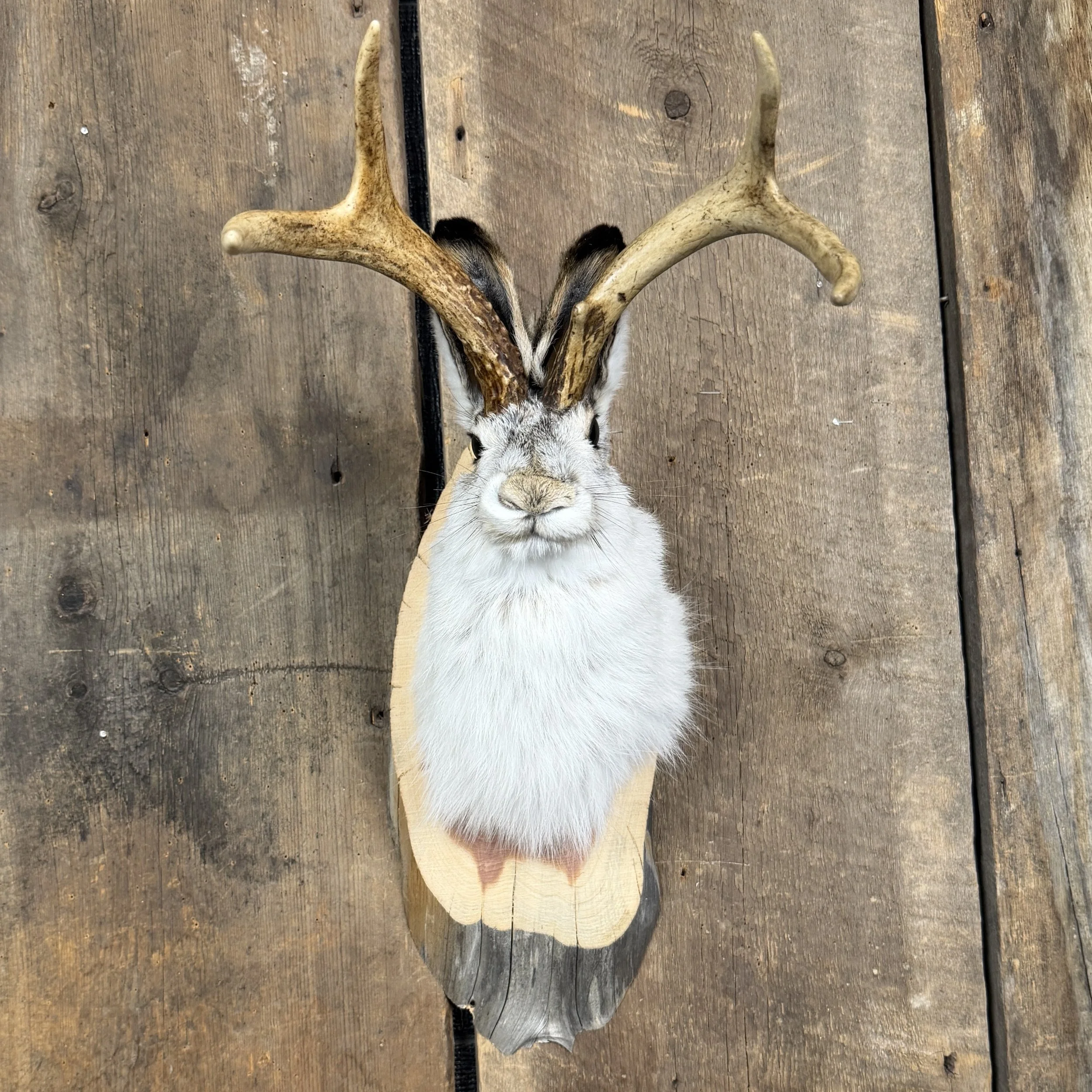 jackalope mount