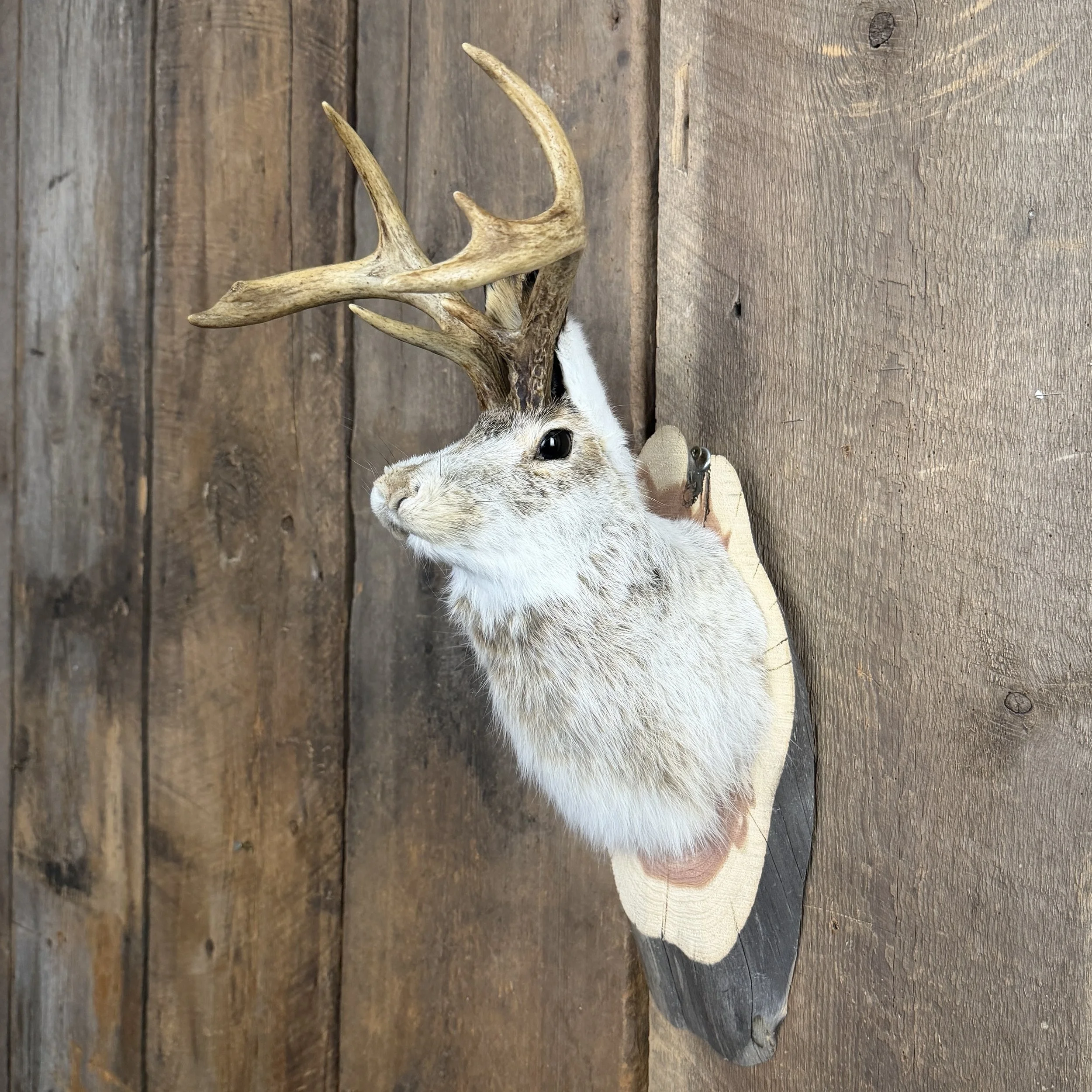 jackalope mount
