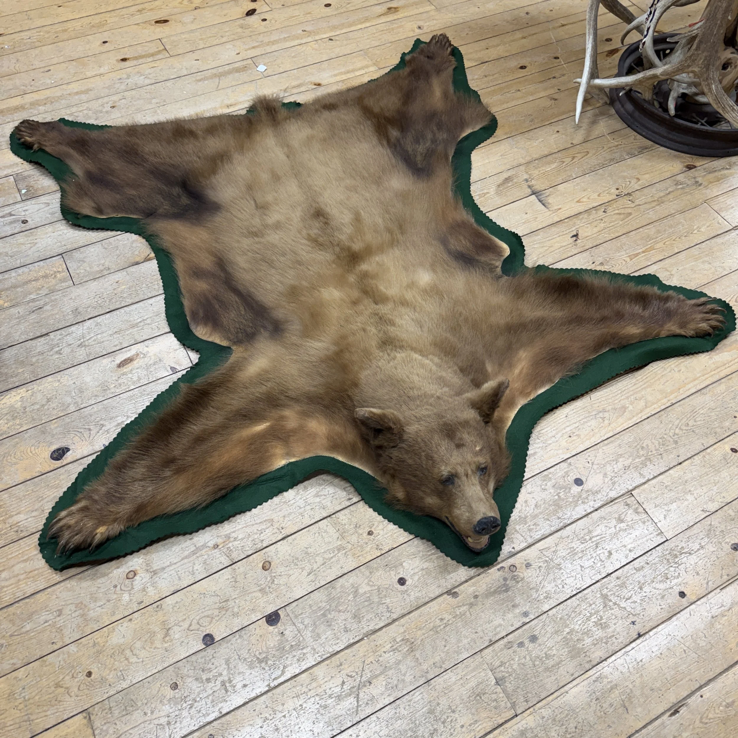 Black Bear Rug