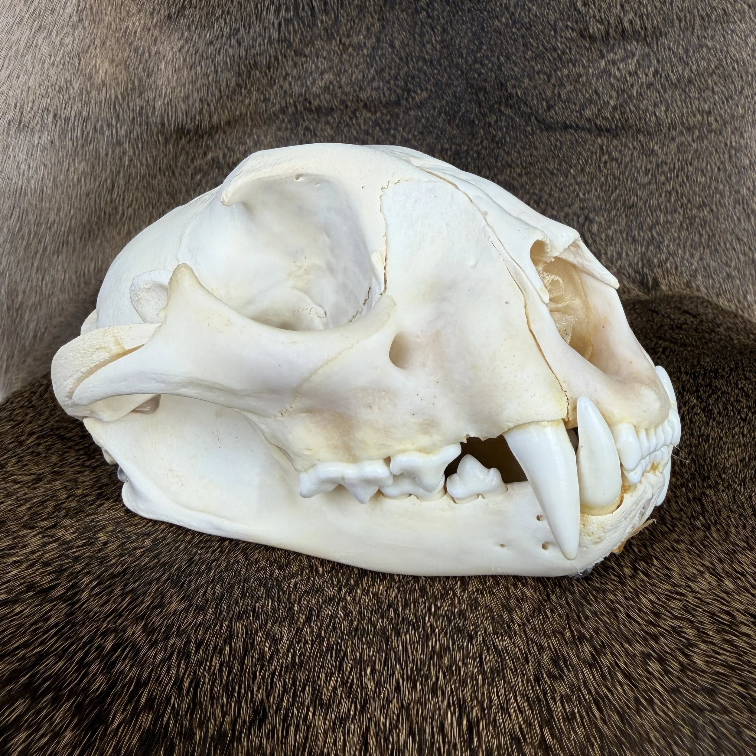cougar skull