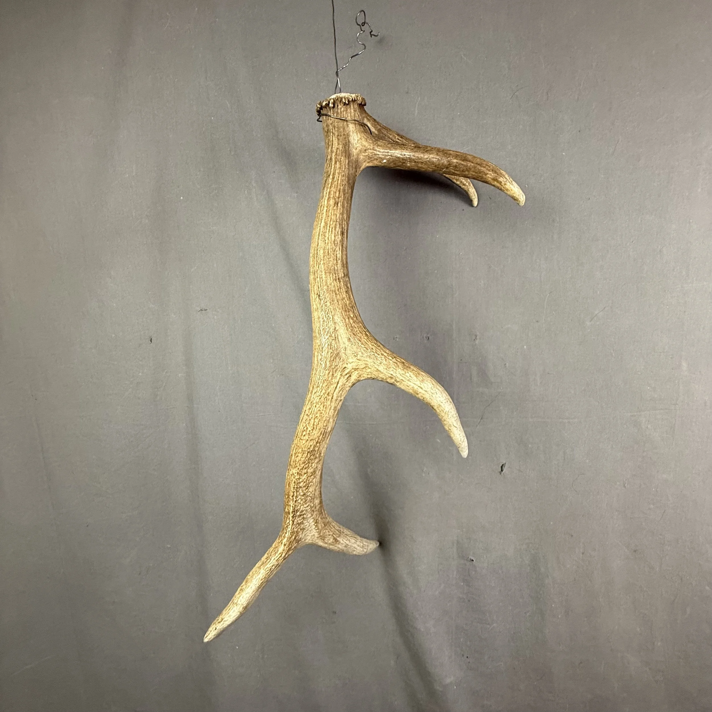 Elk Antler #14