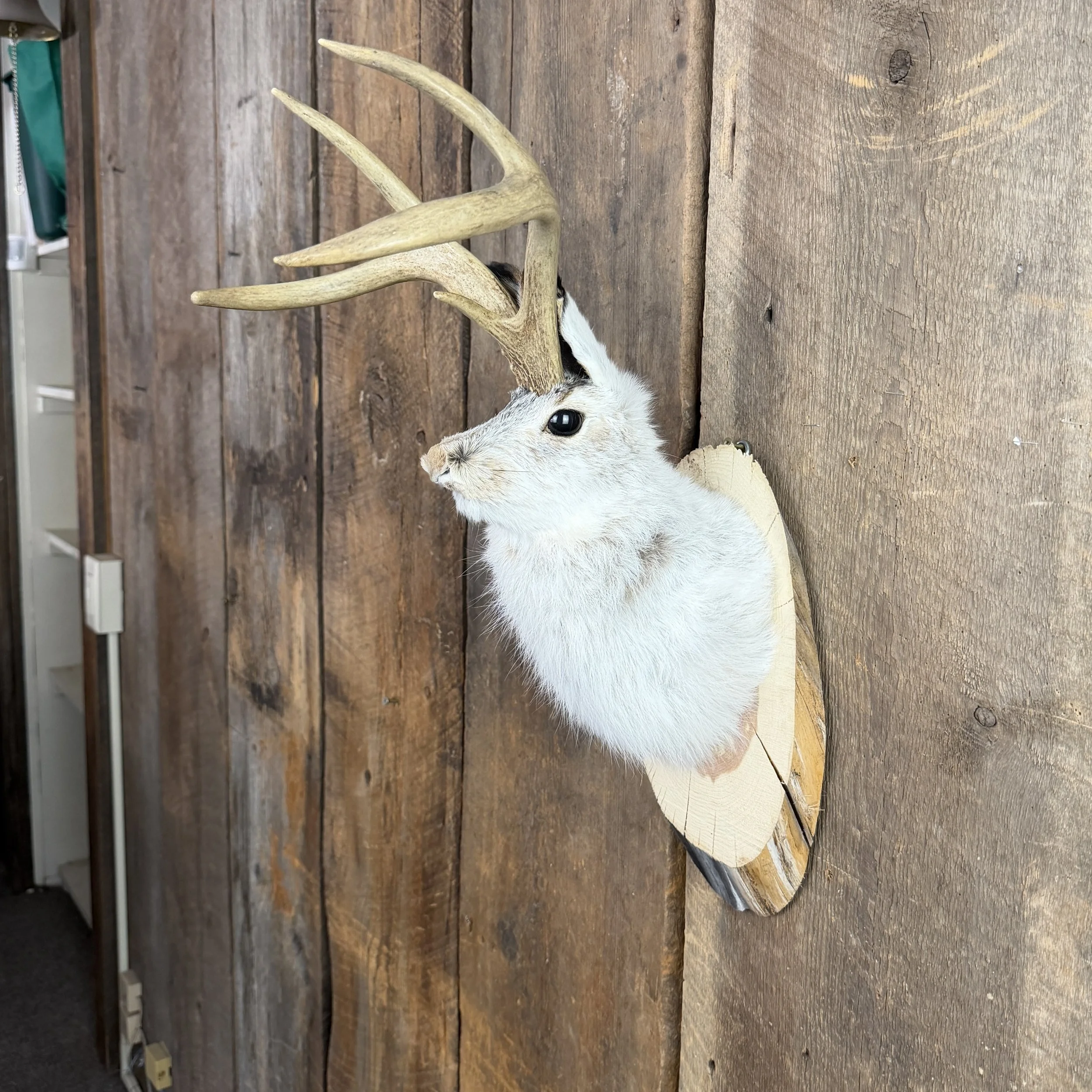 jackalope mount