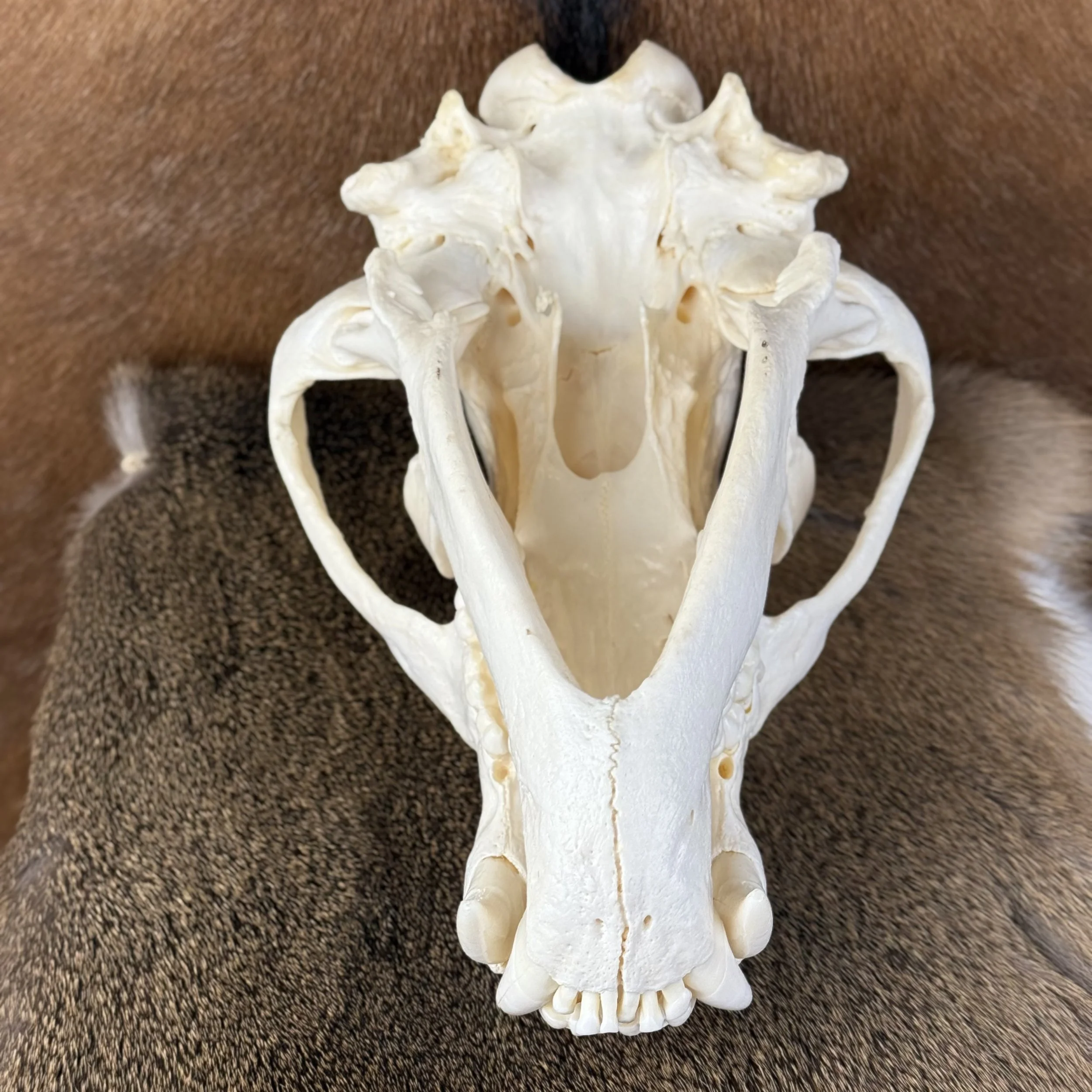 Black Bear Skull