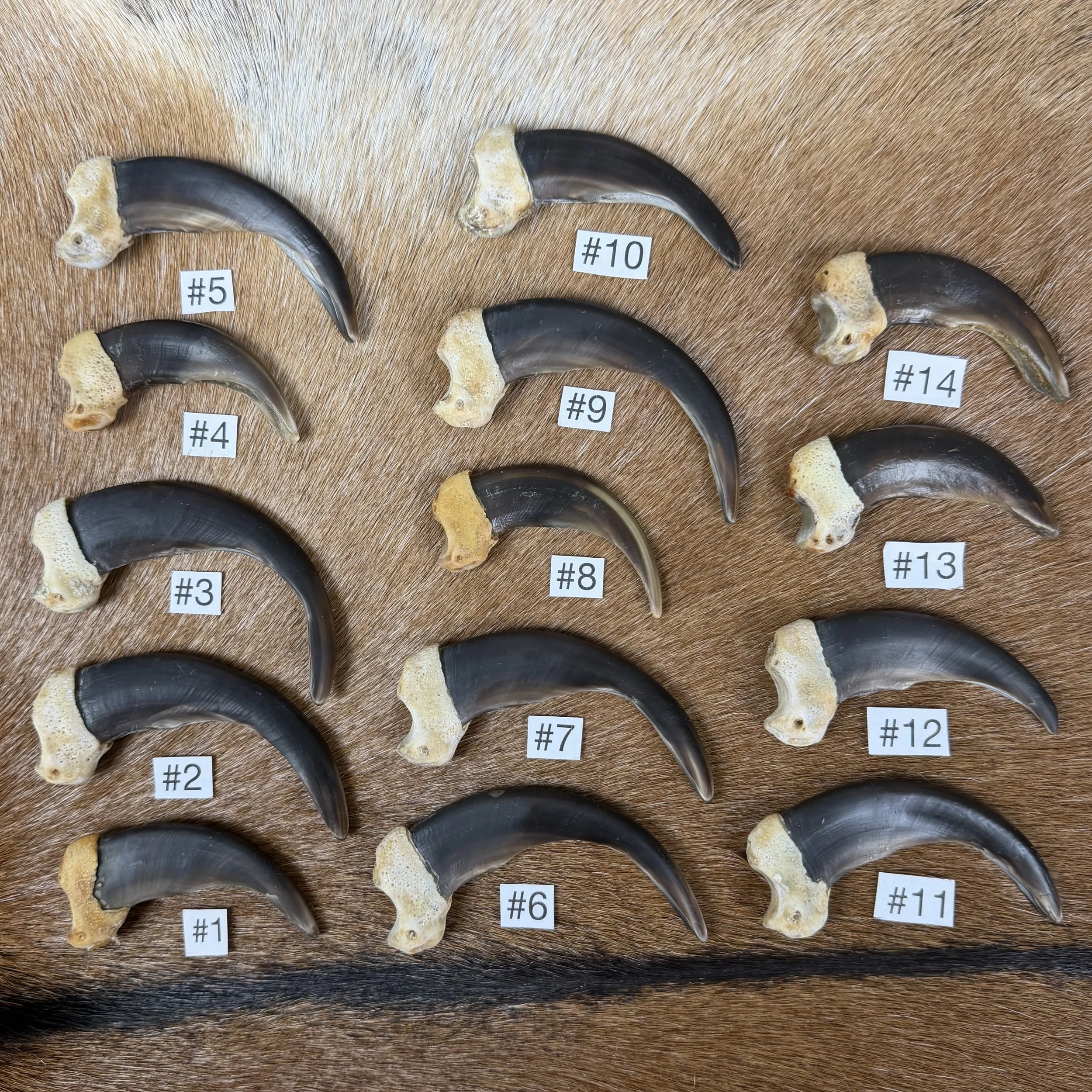 Grizzly Bear Claw (Front)