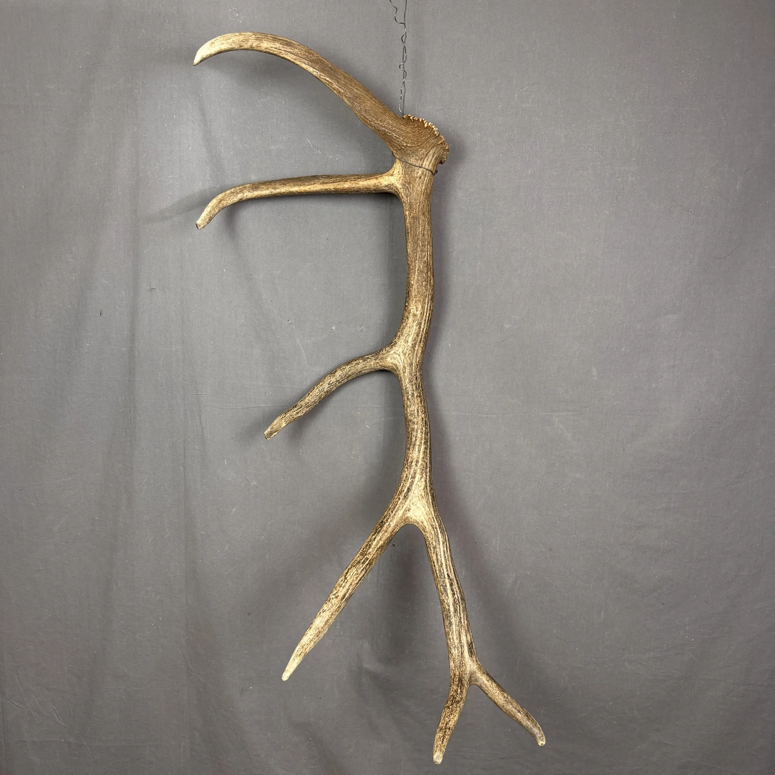 Elk Antler