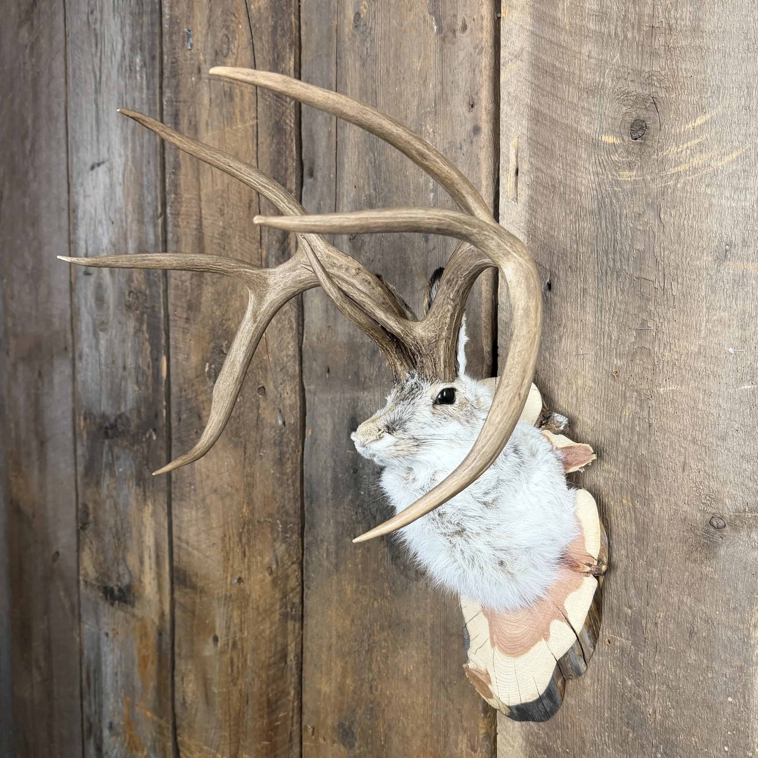 jackalope mount