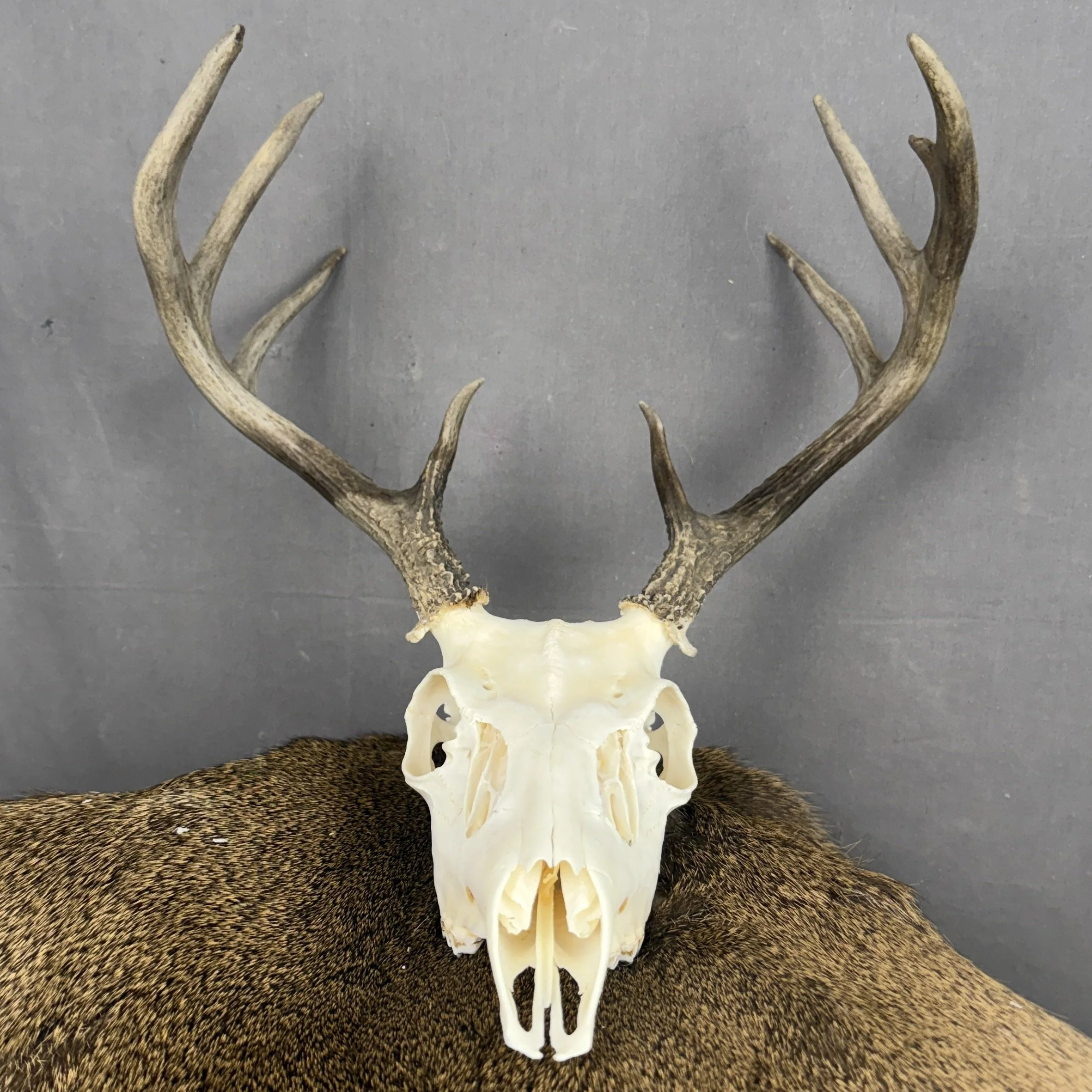 White Tail Deer Skull