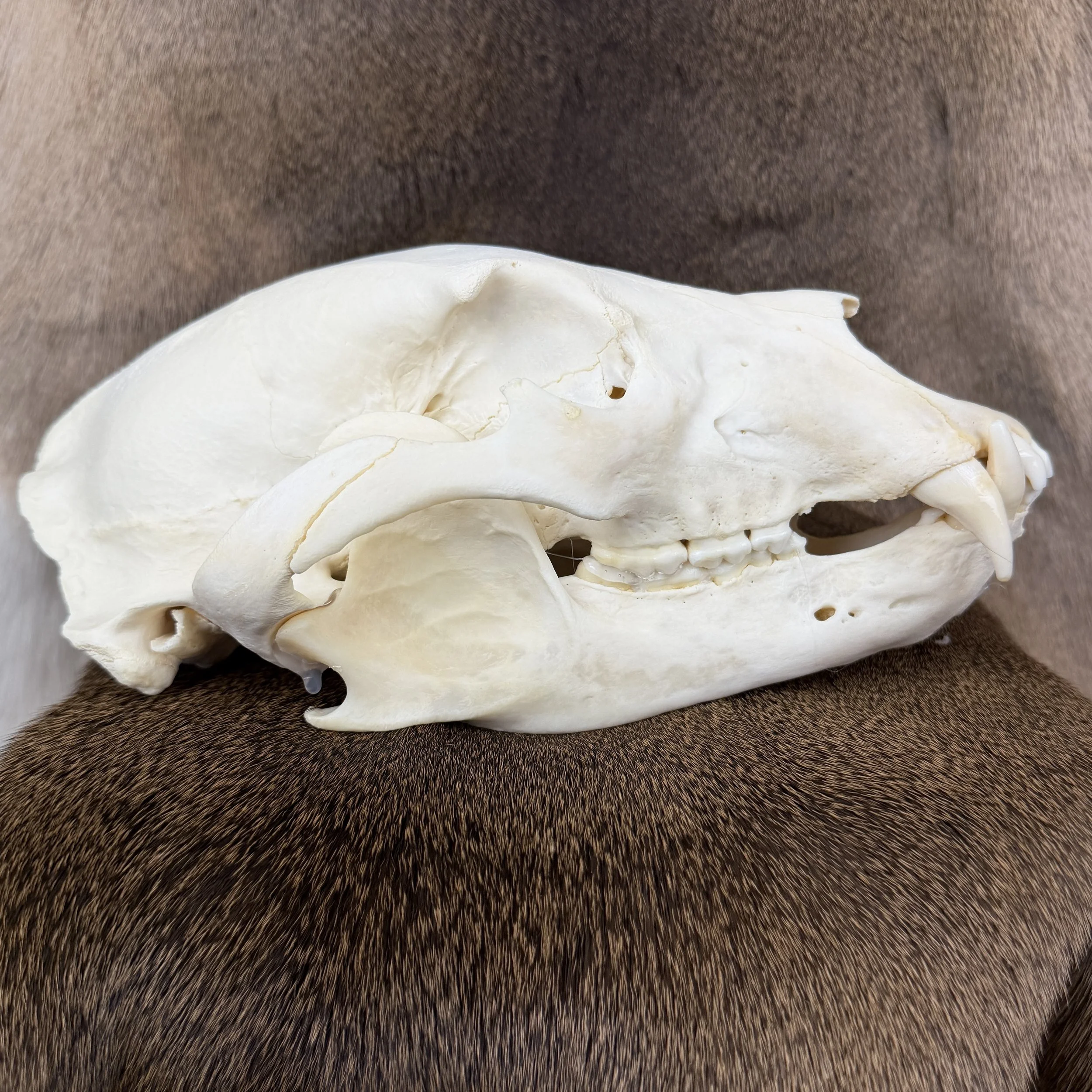 black bear skull