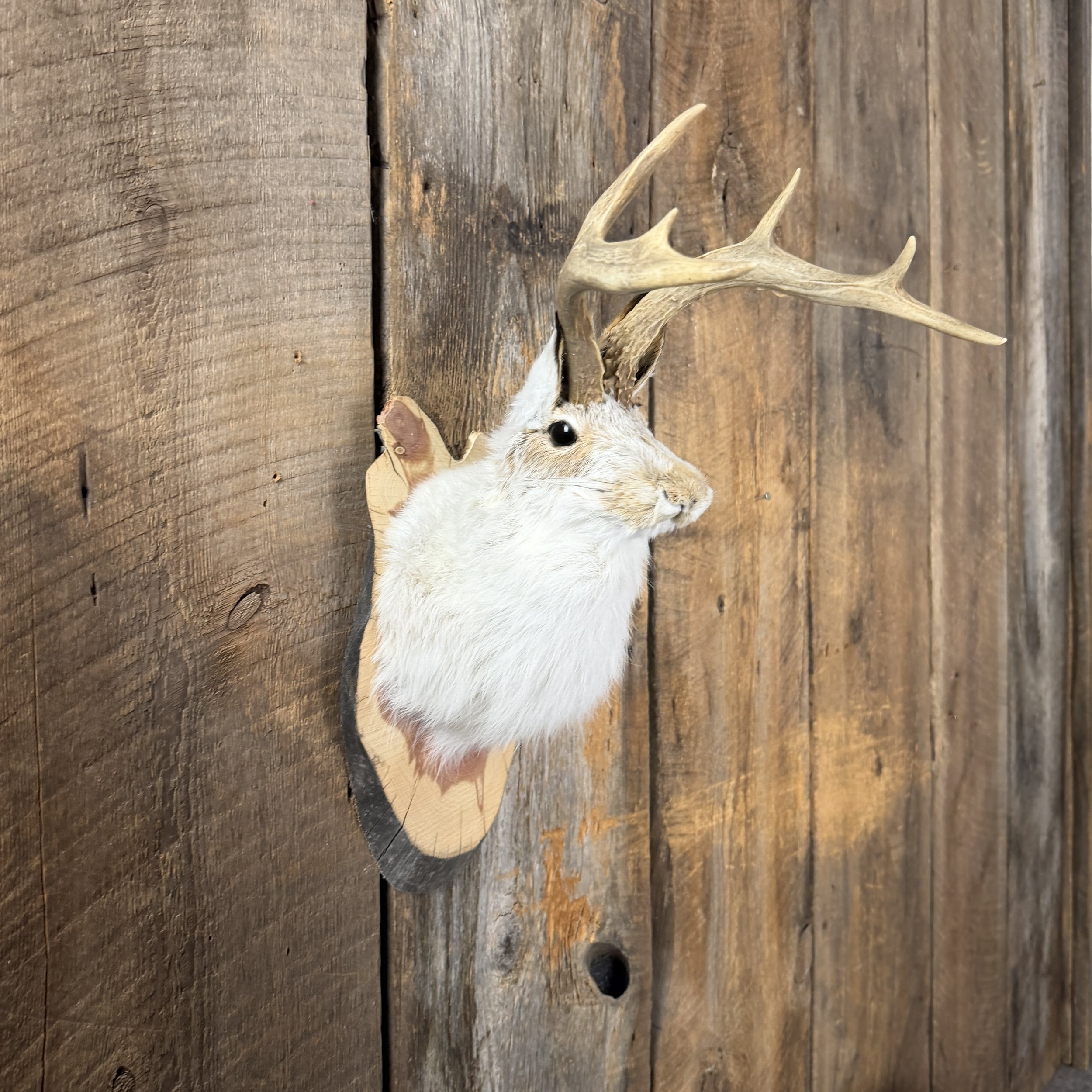 jackalope mount