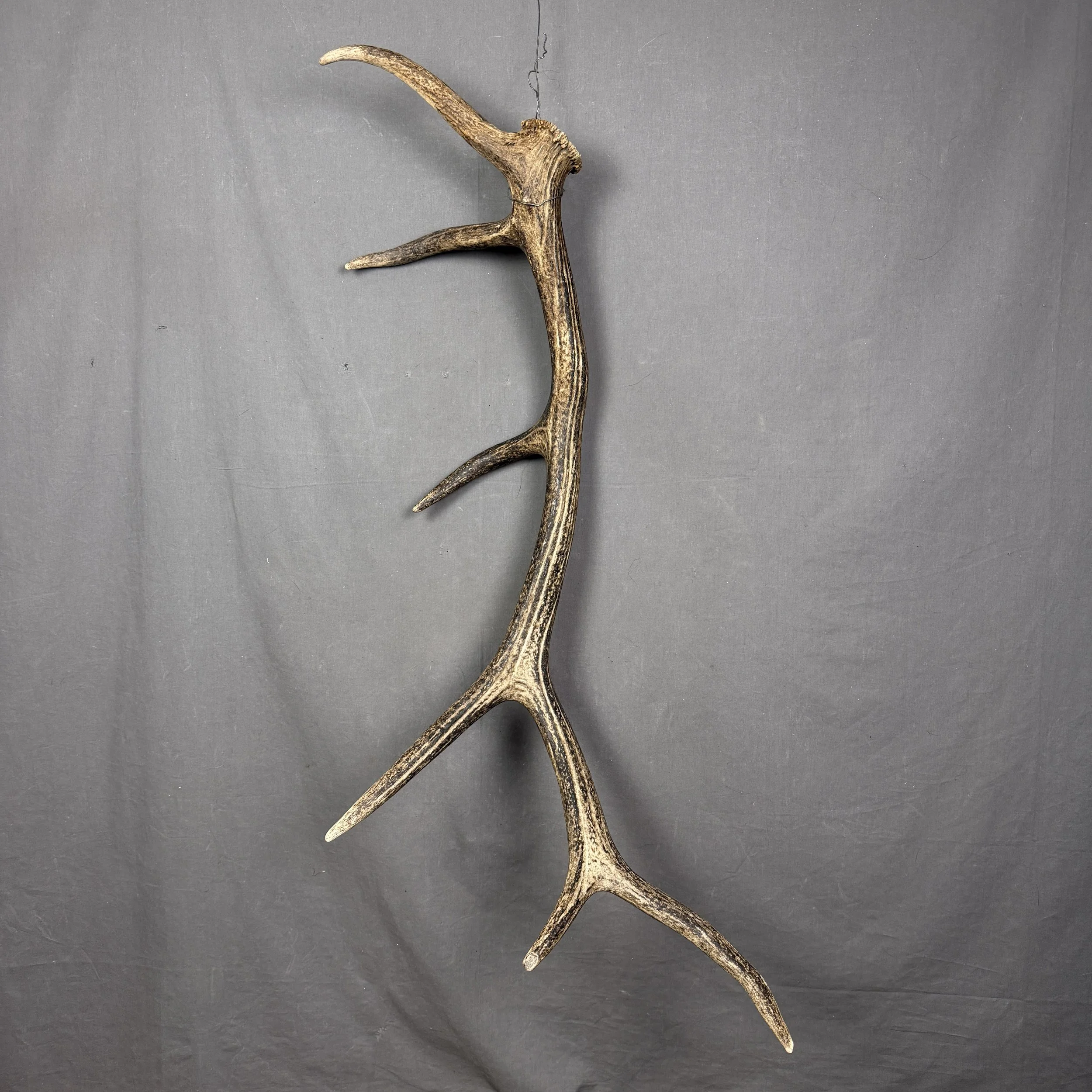 Elk Antler