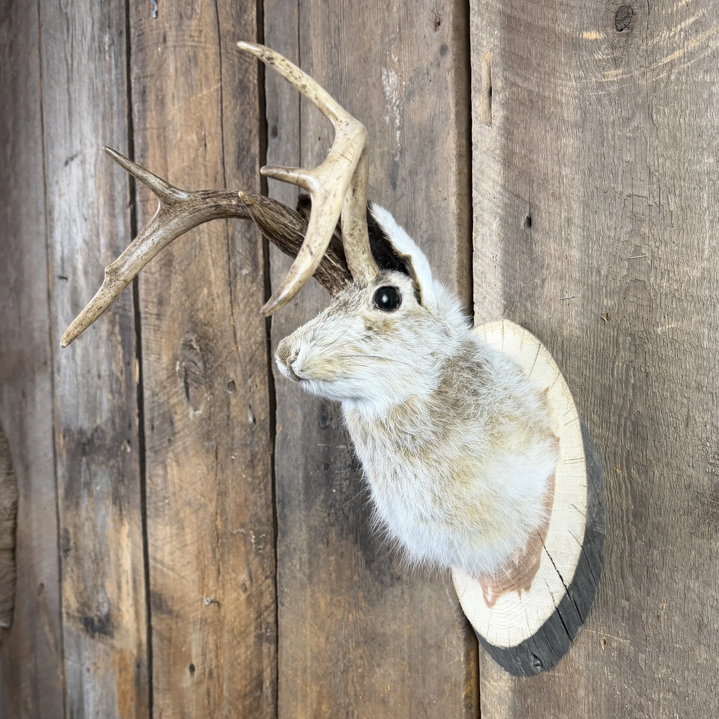jackalope mount