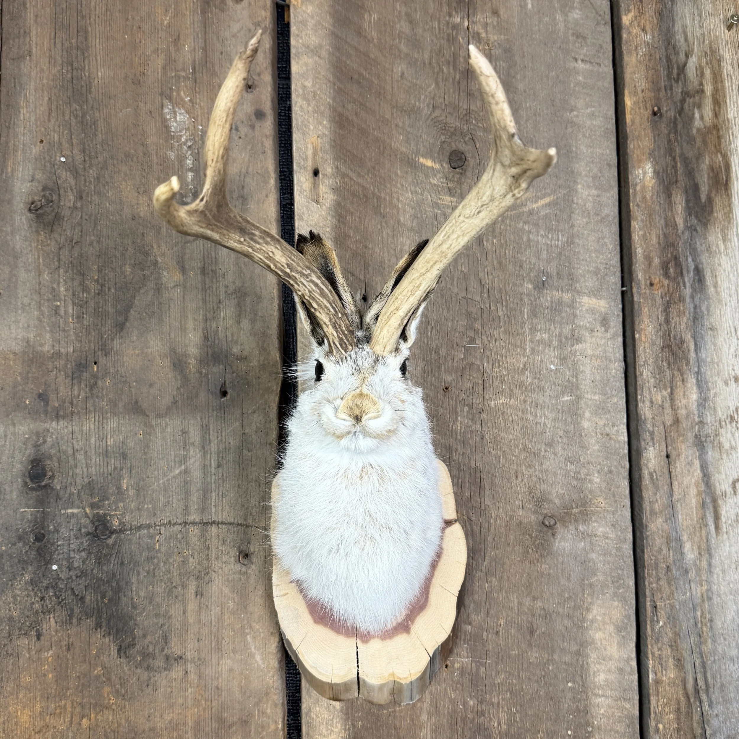 jackalope mount