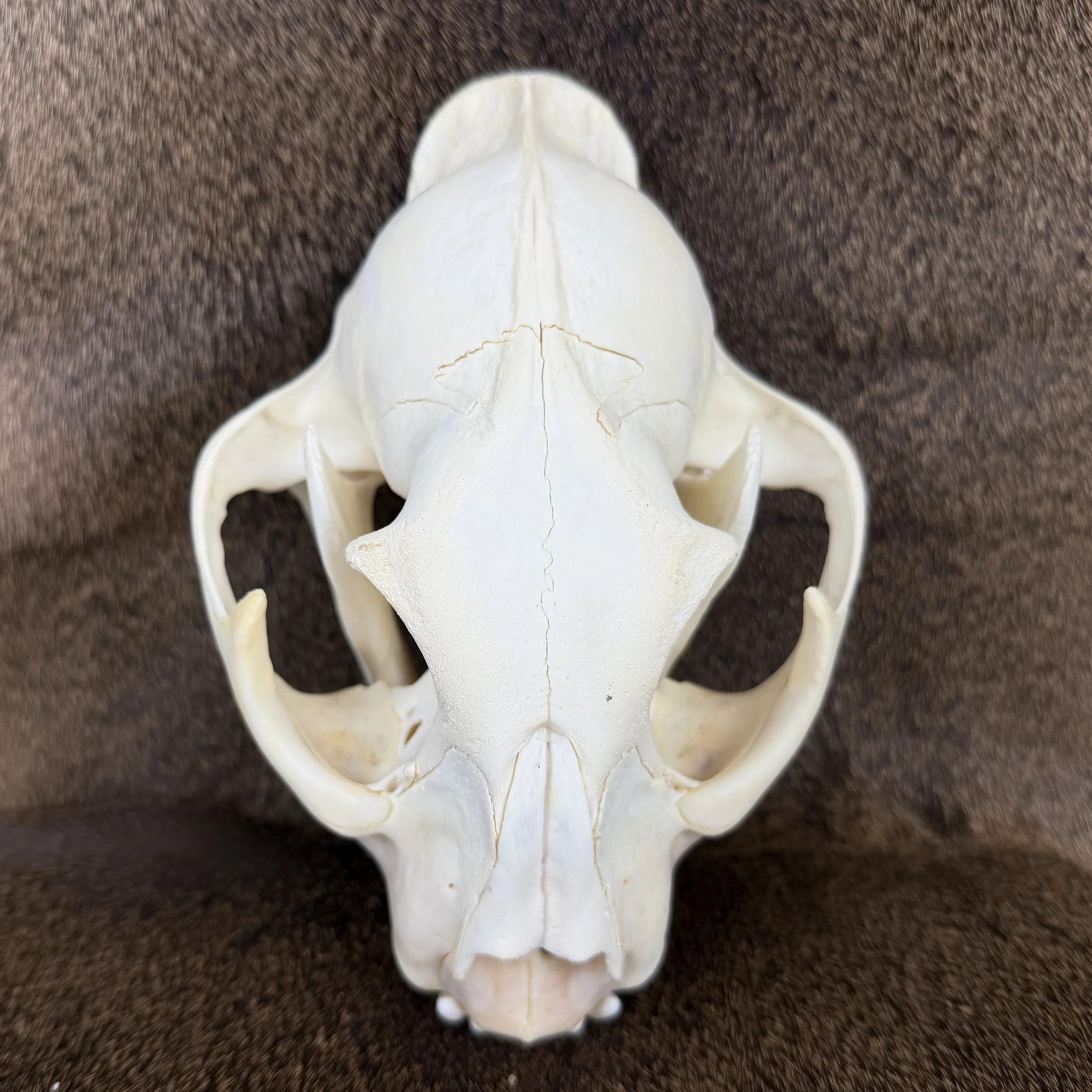 cougar skull