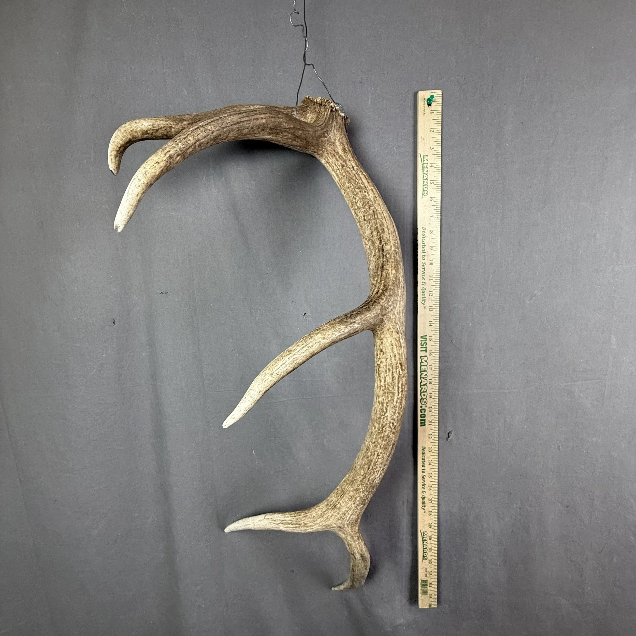 elk antler