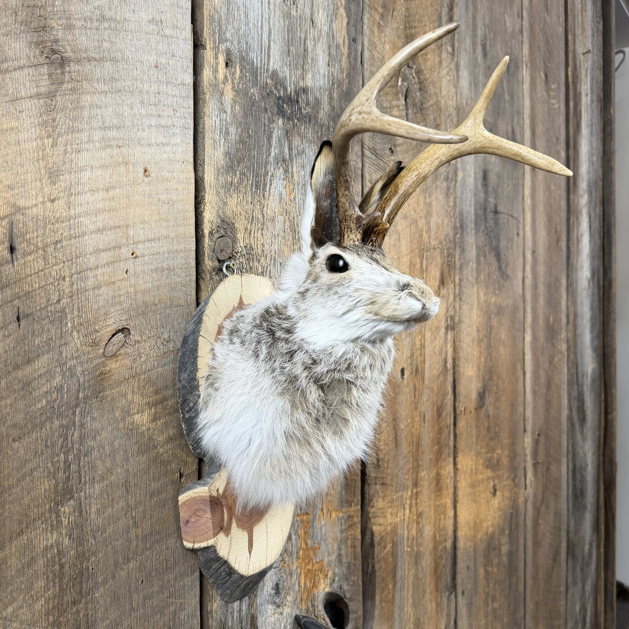 jackalope mount